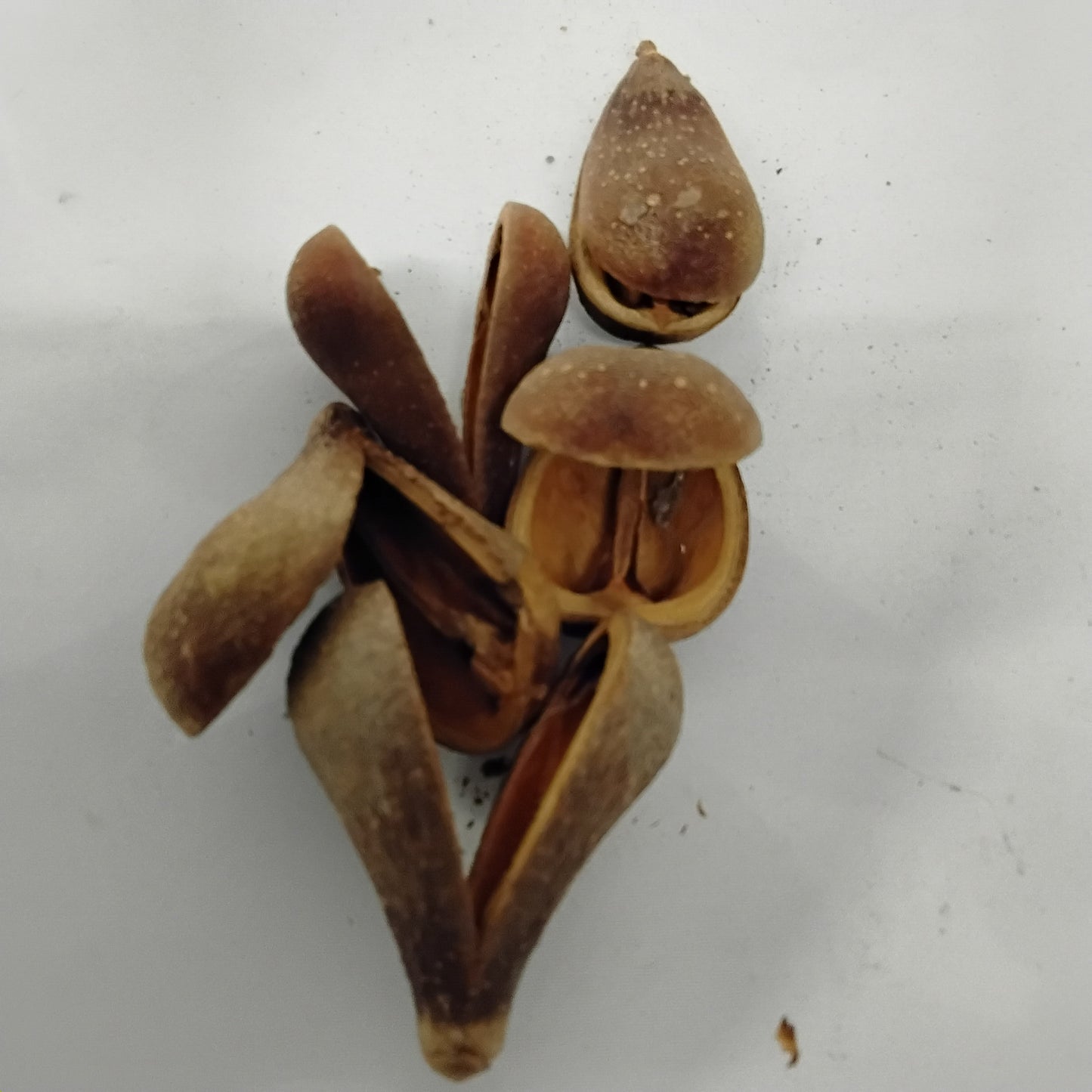 Eso Opele/Ekuele/Opele Seeds/Ese Aguntan/Divination Seeds For Ifa Readings/Orunka Divination Seeds