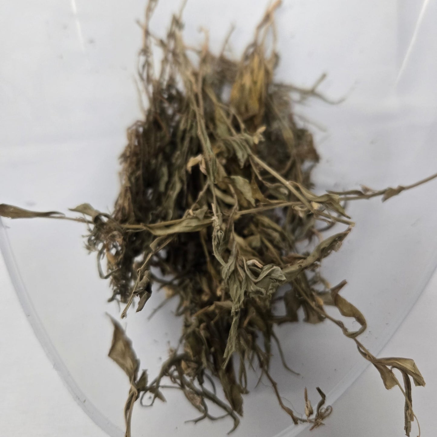 Ewe Abiwere/Hybanthus Enneaspermus/Dried Herbs
