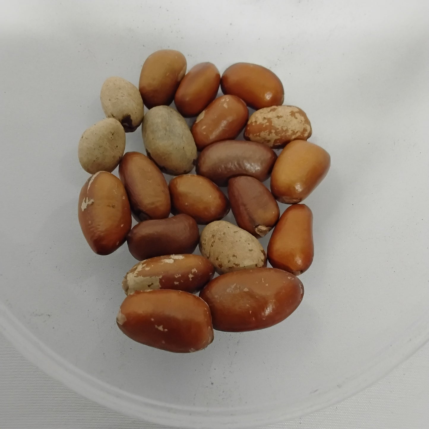 Eso Ariwo/African Nutmeg/Monodora Myristica/Calabash Nutmeg/Pebbe/Ehuru