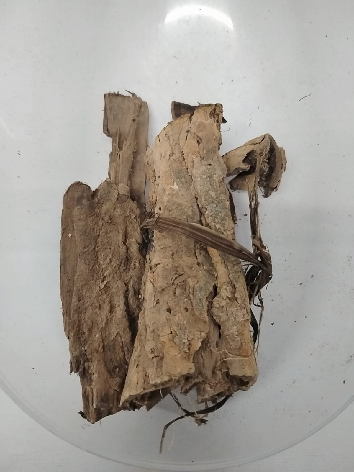 Epo Oruru/Spathodea Gampanolata