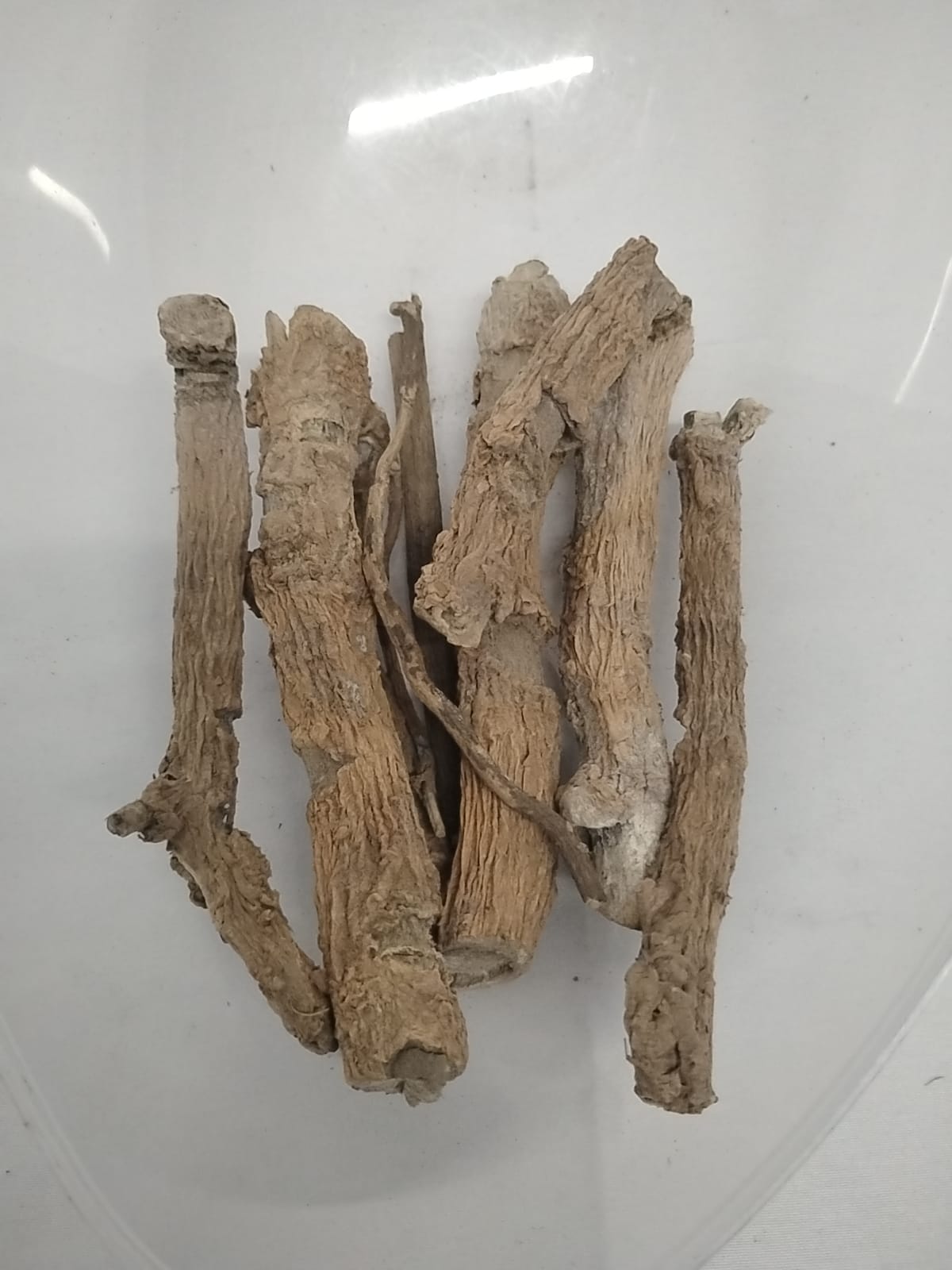 Egbo Sagere/Strophanthus Hispidus