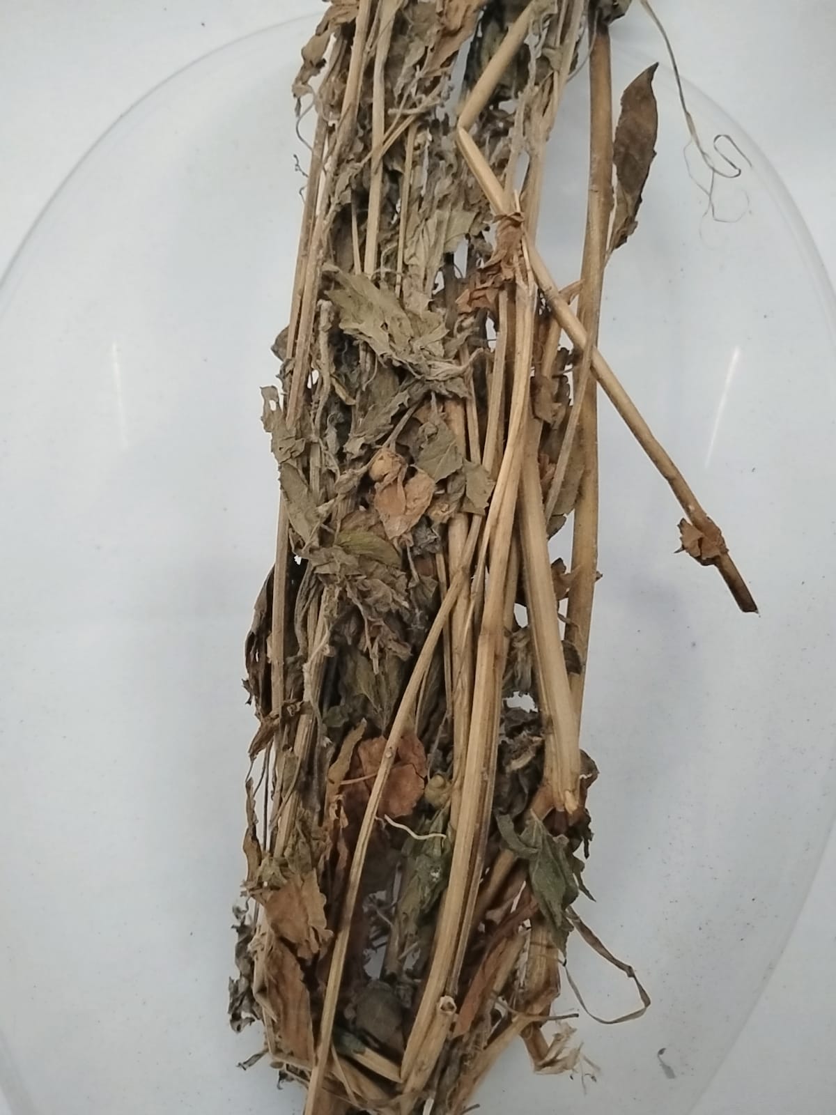 Ewe Fuafua/Ewe Fiafia/Stubborn Grass/Sida Acuta
