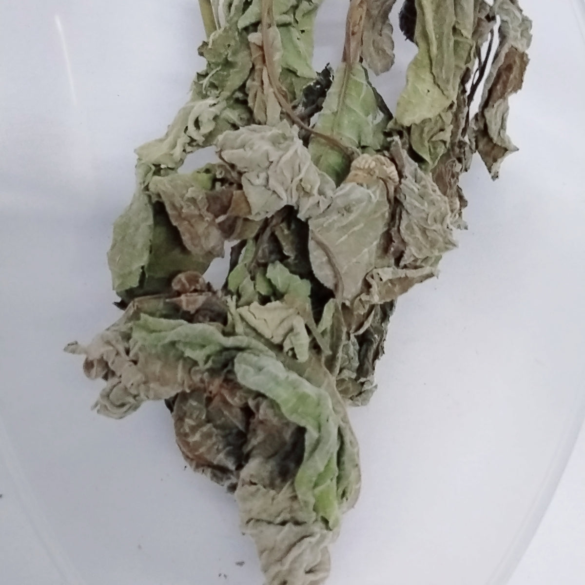 African Teak Dried Leaves/Ewe Iroko