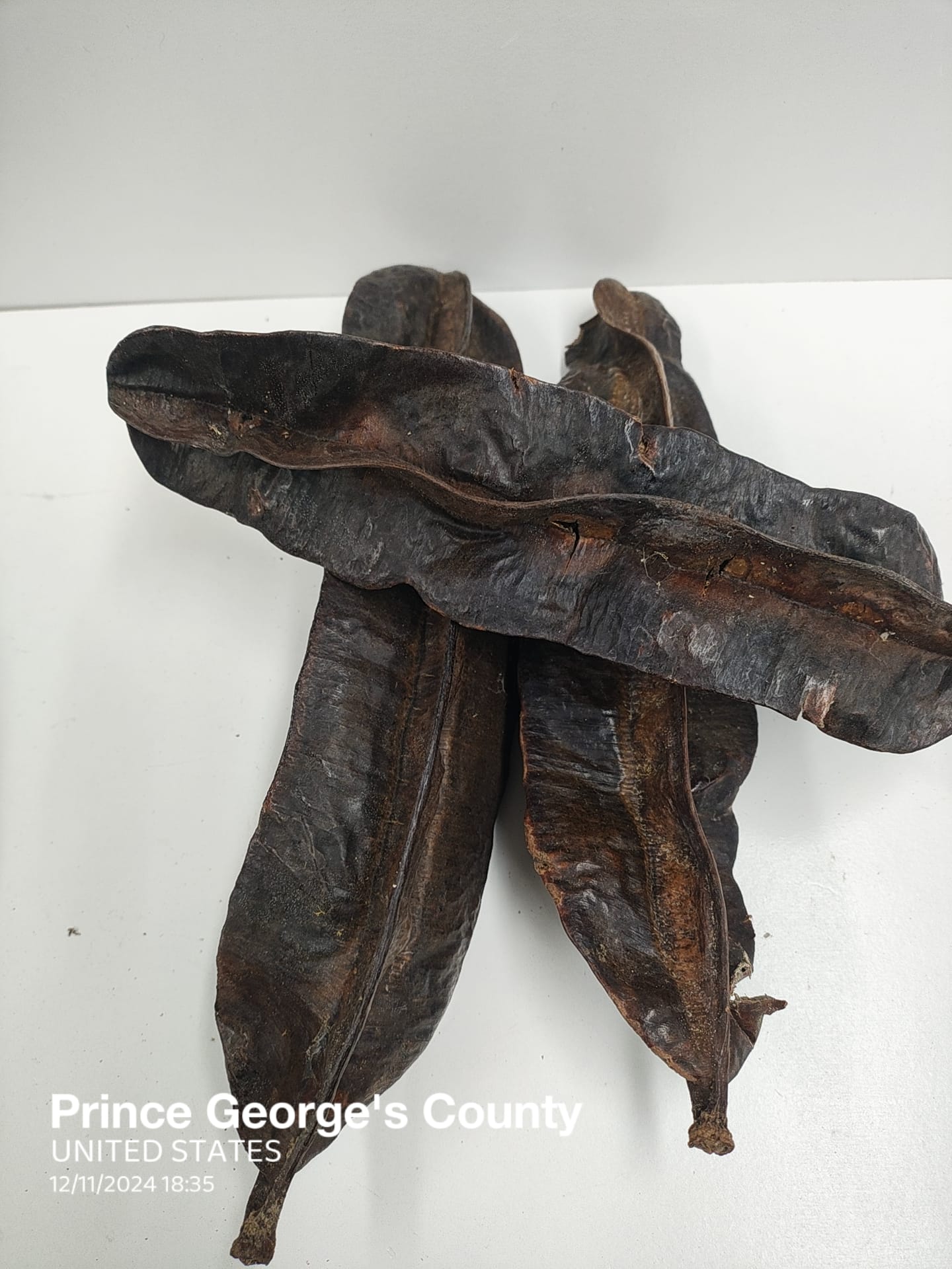 3pcs Aidan Onigun/Prekese/Uhio/TetrapleuravTetraptera Fruits