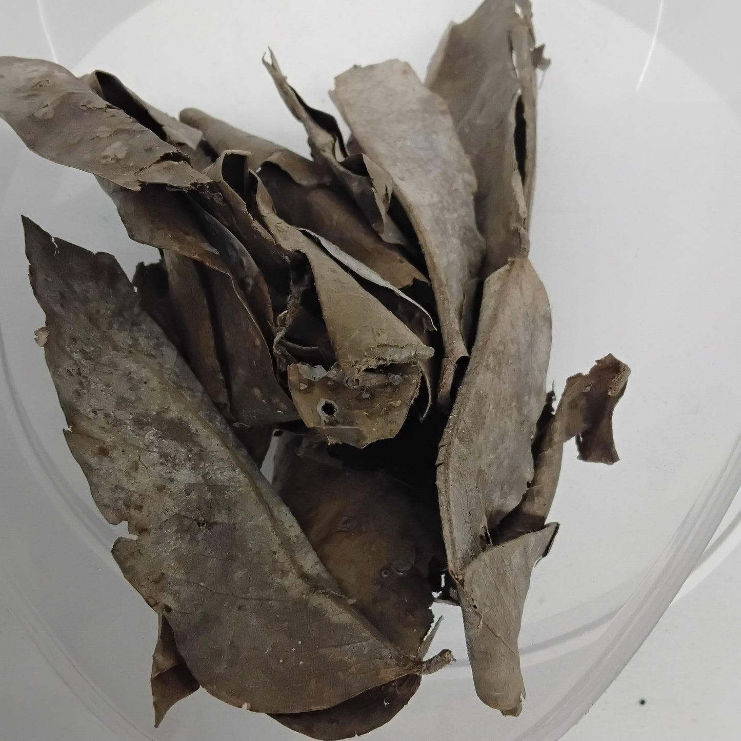 Ewe Iya/African Balsam Dried Herb/P.Daniella Oliveri