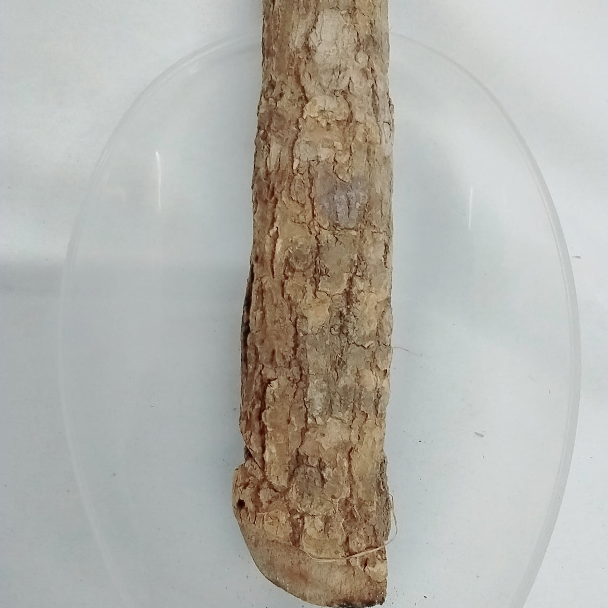 Epo Igi Akoko/African Fertility Tree Back/Aduruku Ogirisi/Dried African Bark