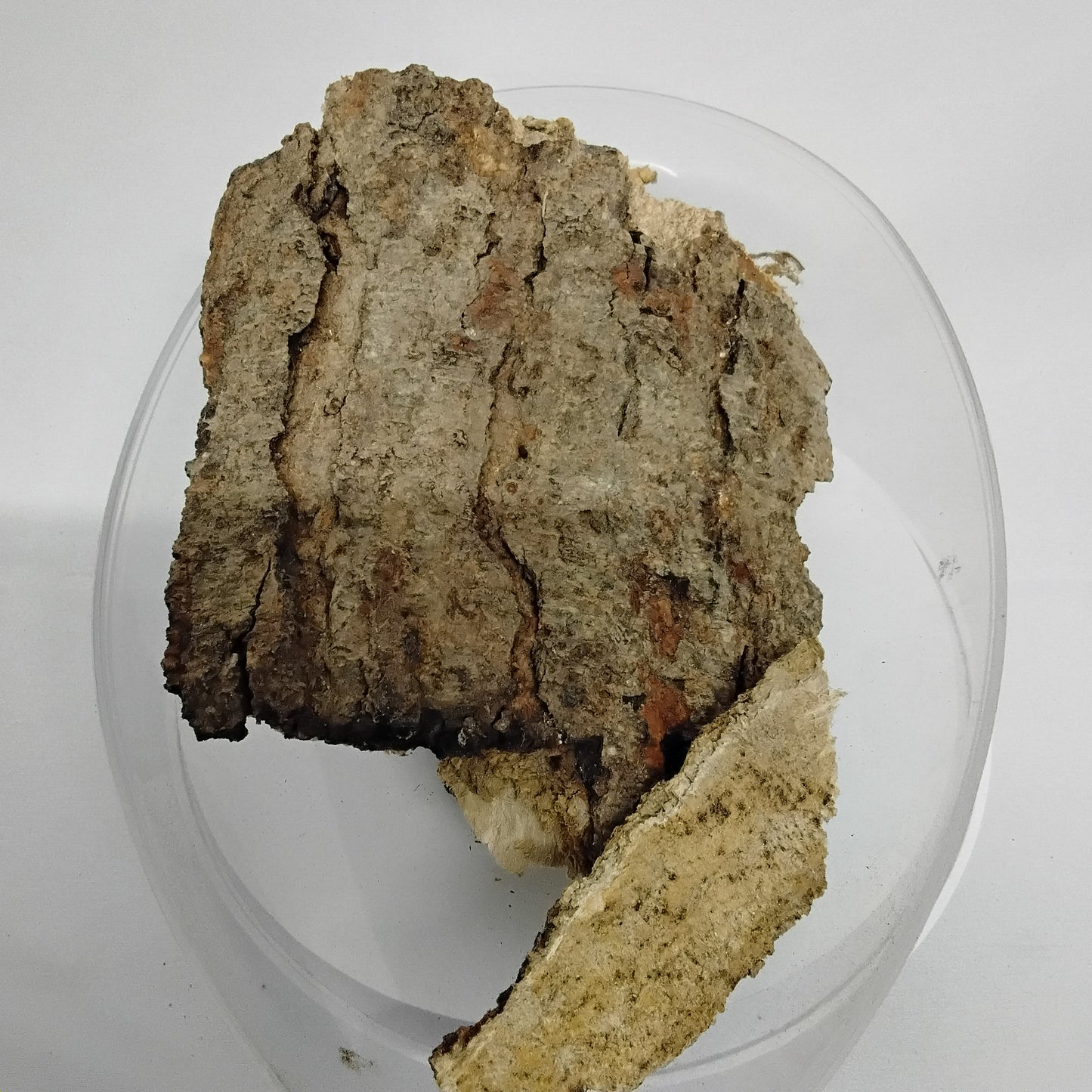 10oz Epo Iroko/ African Teak Bark/Milicia Excelsa  Bark/Orji/Kambala Dried Bark