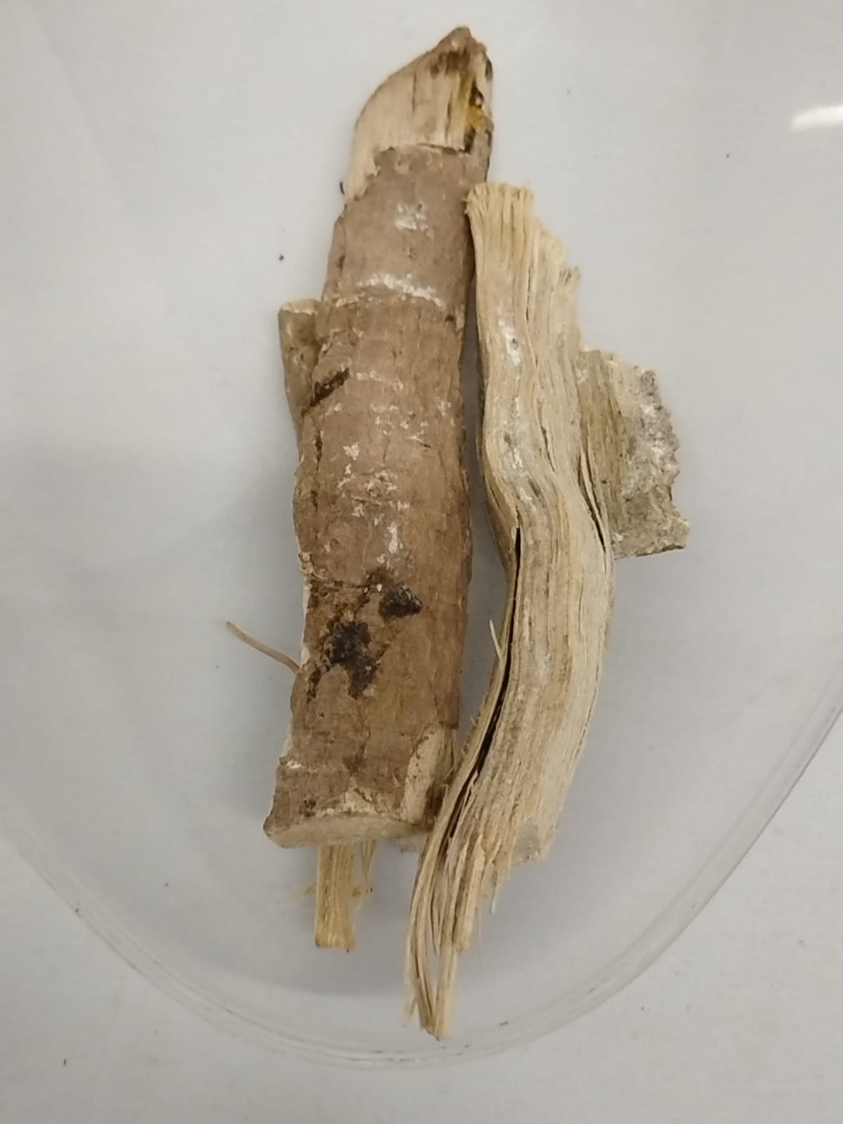 Egbo Orogbo/Bitterkola Root/Garcinia Kola Root/Akiilu