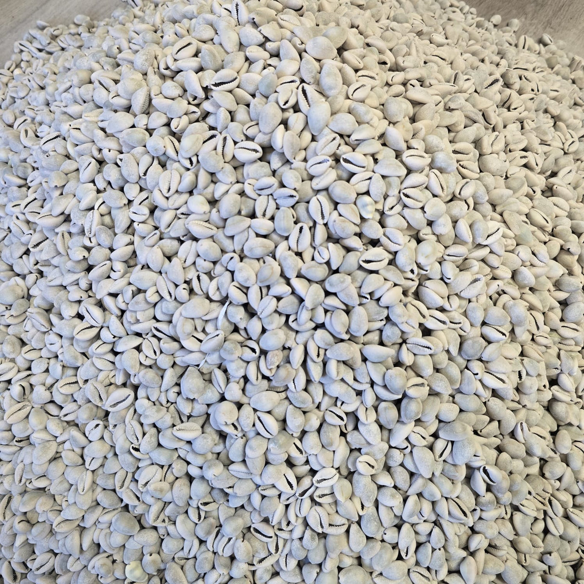 African Authentic Cowries/Owo Eyo