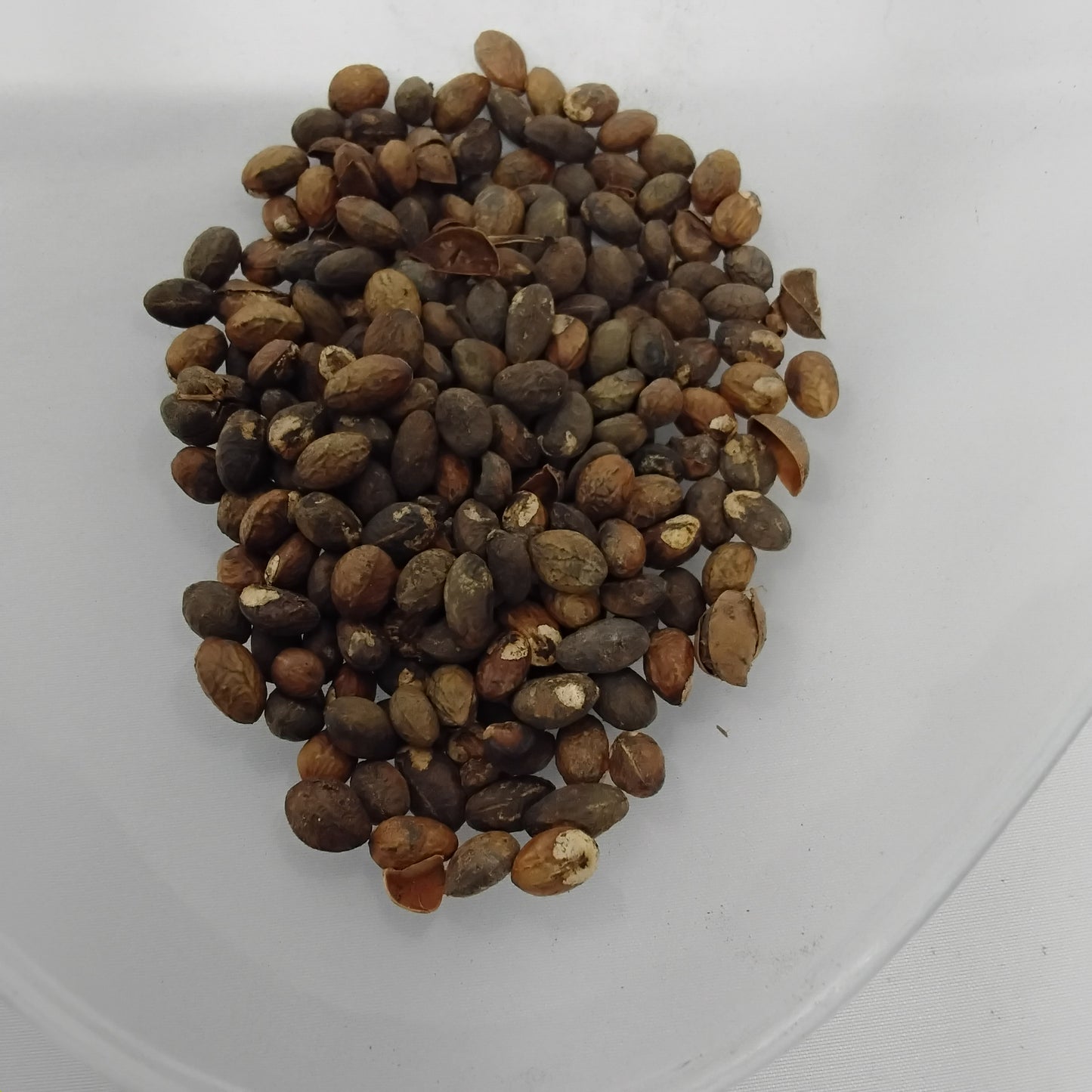 Aworoso Seed/Croton Penduliflurous Seeds/Jamalgota/Neervalam/Habbatul Muluk/Eso Awogbarun