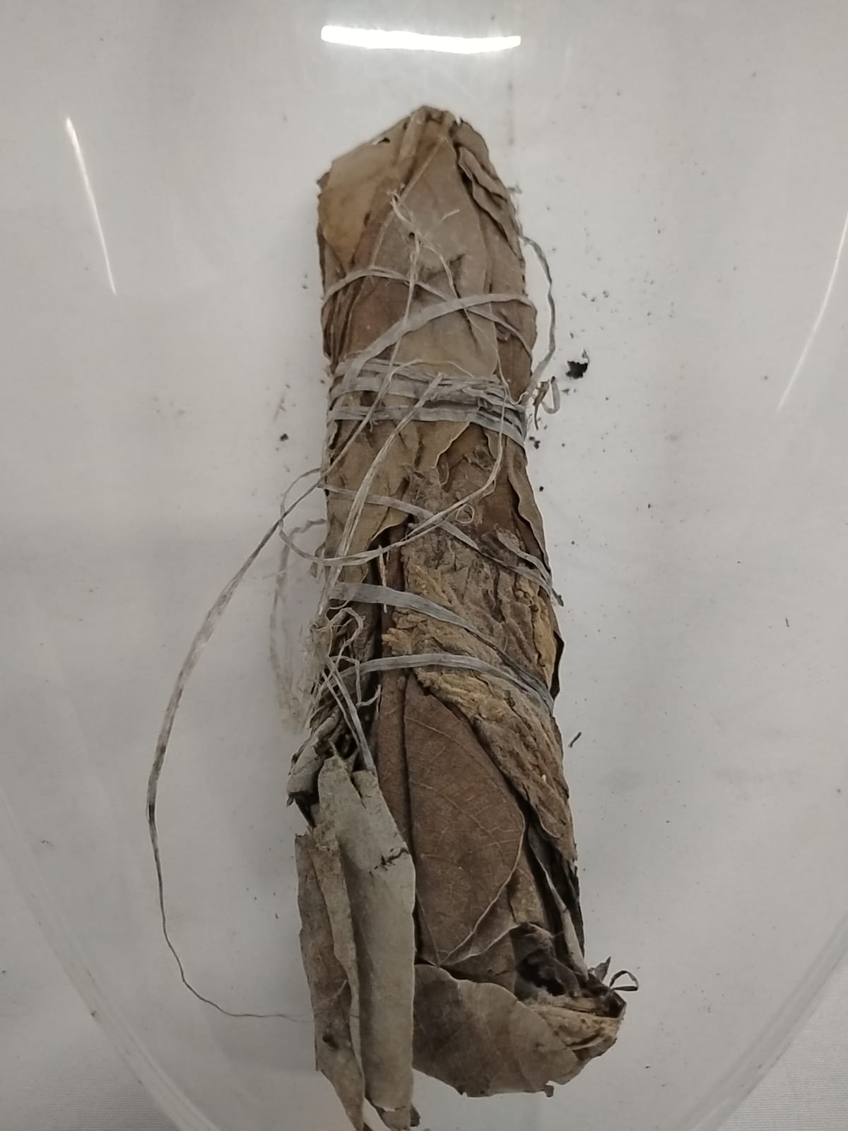 Ewe Odan/ The Great White Oak/Shango Dried Leaves/Alamo Herbs