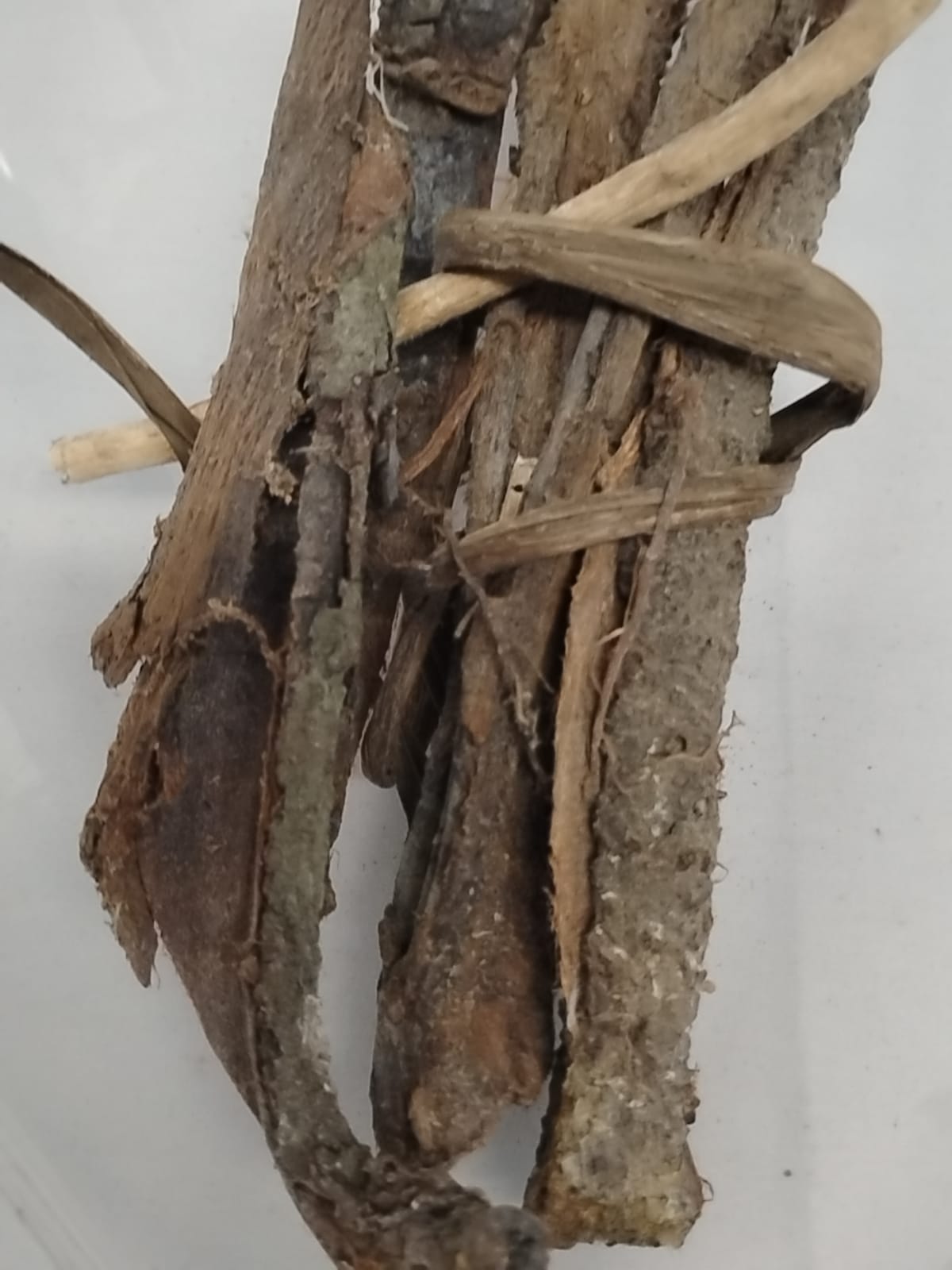 Epo Koko/Cocoa Tree Bark/Theobroma Cacao