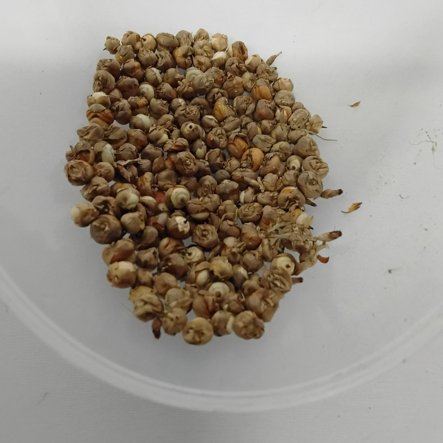 Eso Labelabe/African Serenity Berry Seeds/Scleria Reflexa Seeds