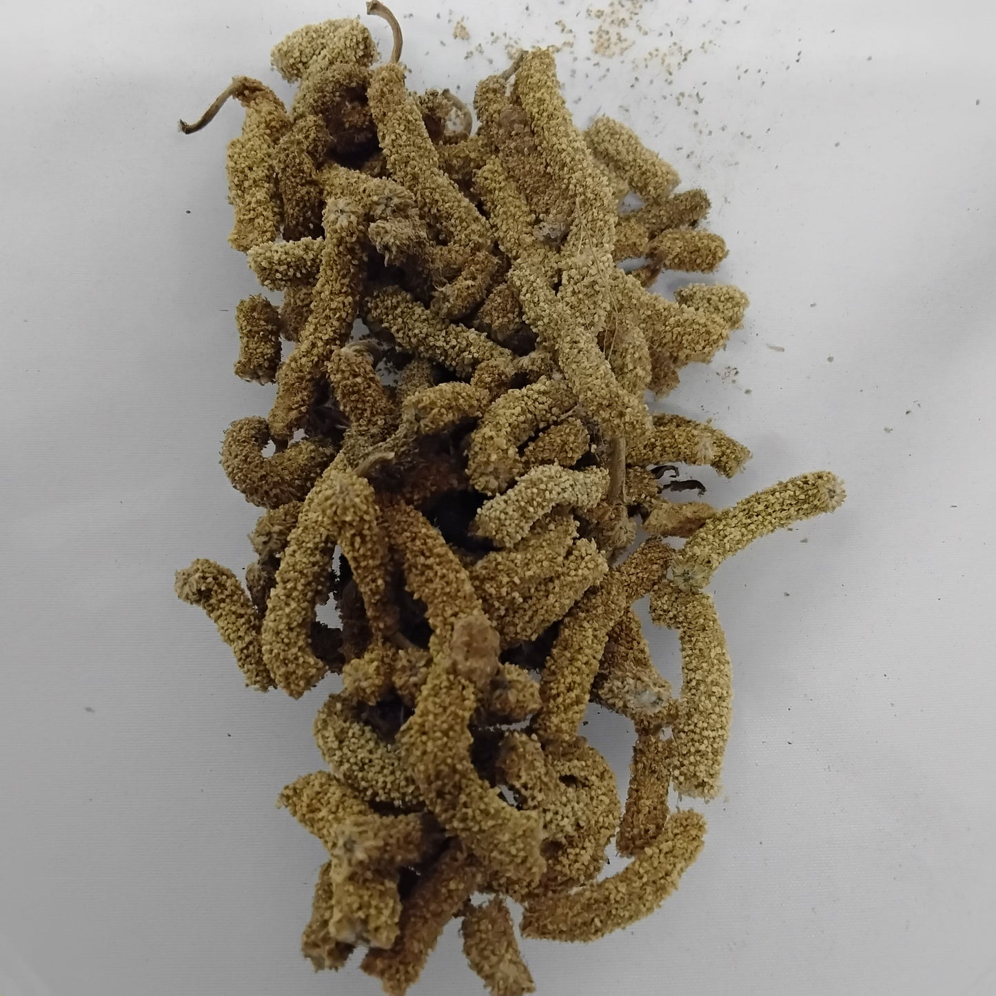 Eso Iroko/African Teak Tree Seeds/Milicia Excelsa Seeds/Mvule/Kambala/Odum