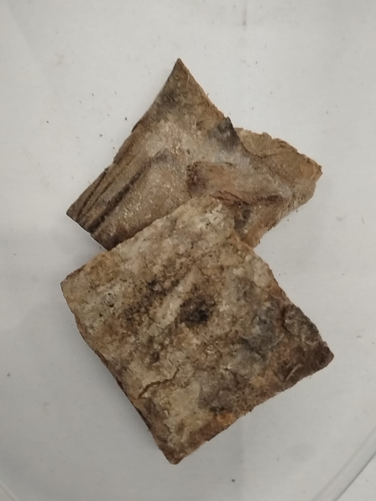 Epo Amuyan/ Epo Padoro/Kigelia Africana/Panettone Bark