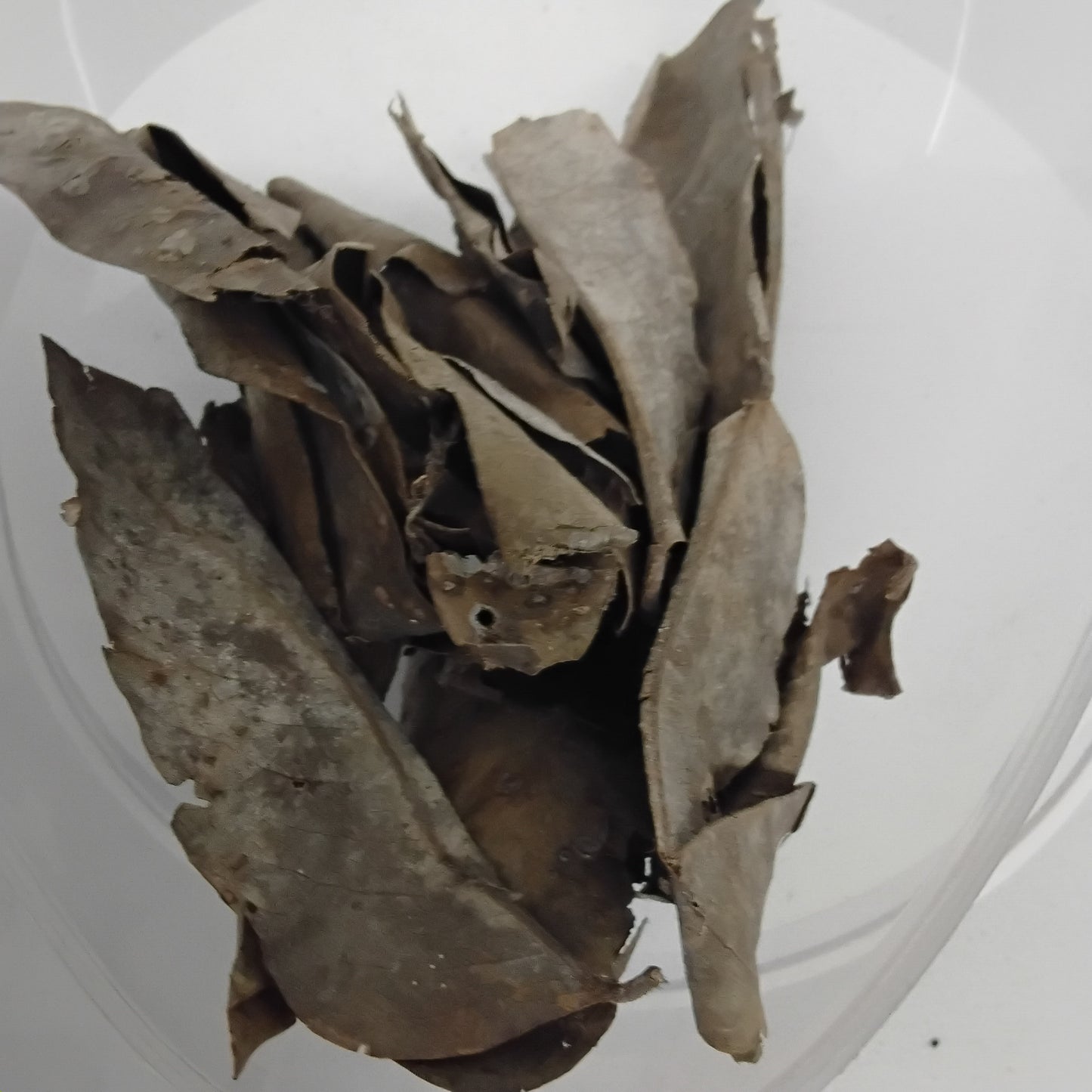 Ewe Iya/African Balsam Dried Herb/P.Daniella Oliveri