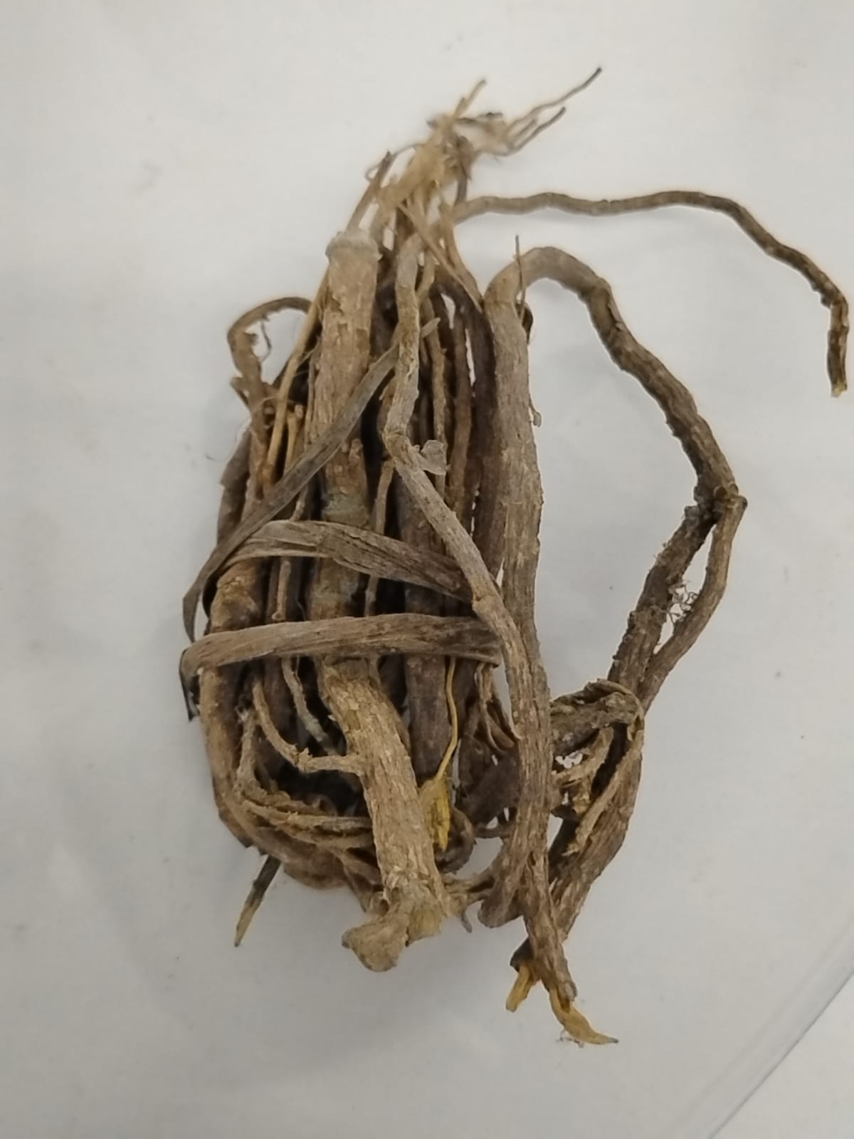 Paran Pupa/Nibima/Cryptolepissan Guinolenta