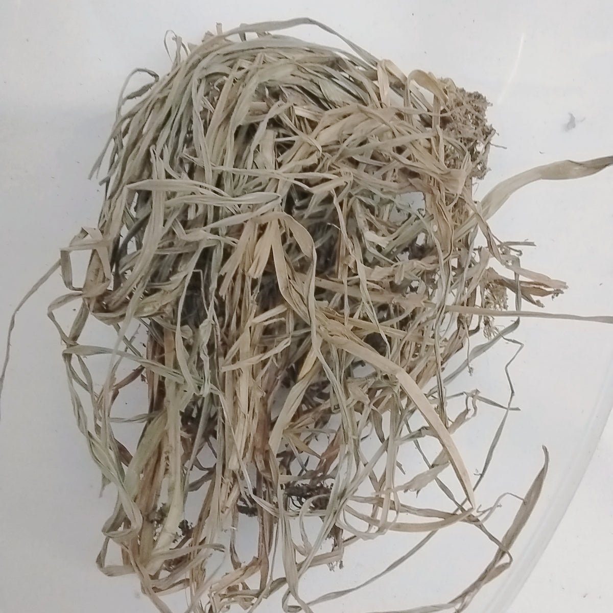 Ewe Labelabe/Scleria boivinii/ African Dried Herb