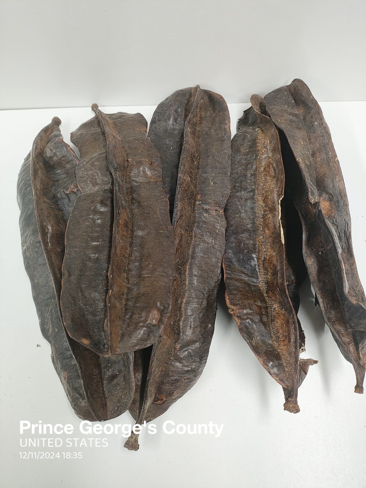 3pcs Aidan Onigun/Prekese/Uhio/TetrapleuravTetraptera Fruits