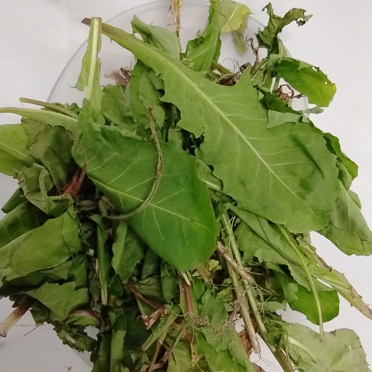 Efo Yanrin/Wild Lettuce/Dandellion