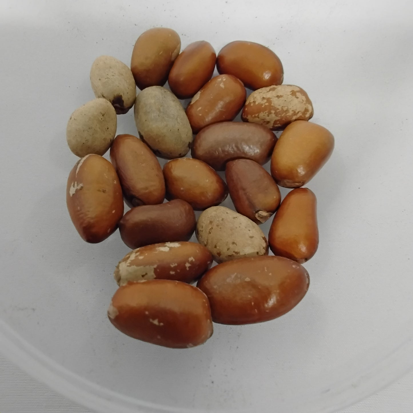 Eso Ariwo/African Nutmeg/Monodora Myristica/Calabash Nutmeg/Pebbe/Ehuru
