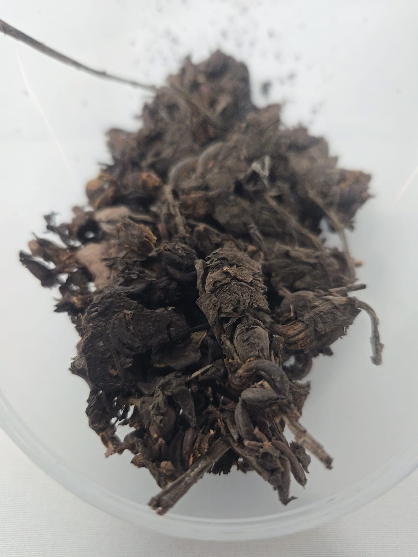 Ododo Osunwo/Osunwo Oyinbo/Sienna Alata