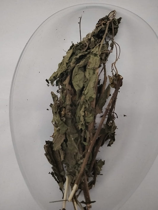 Ewe Isaju/Flora of Zambia/Blepharis Maderaspatensis L Roth