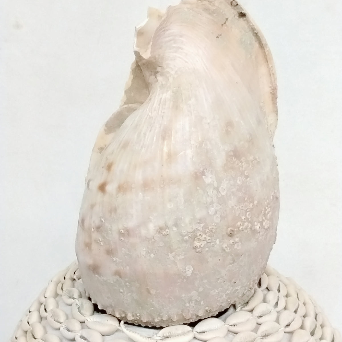 Igba Aje/Igba Orisha Aje/Wealth Calabash