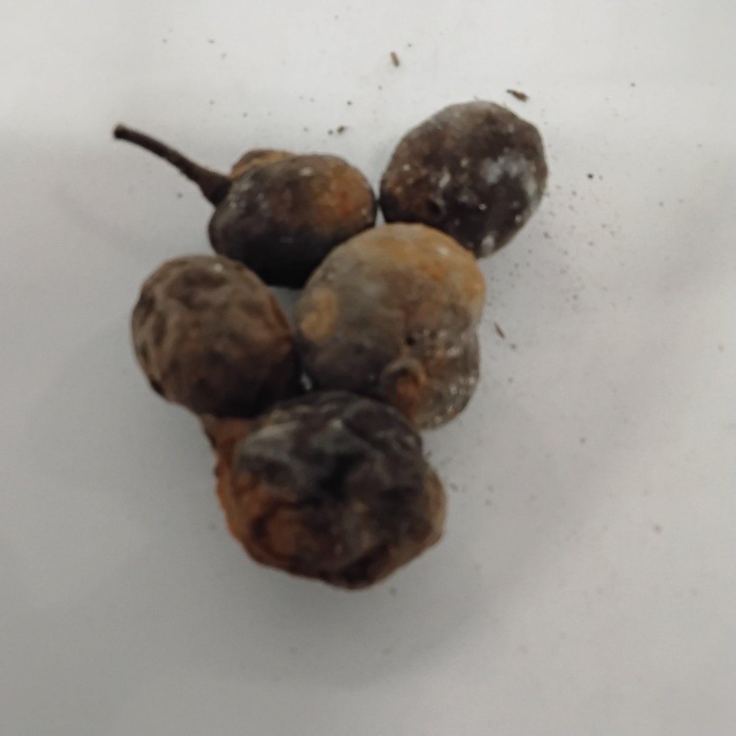 Eso Abo/Litsea Manopetala Seeds