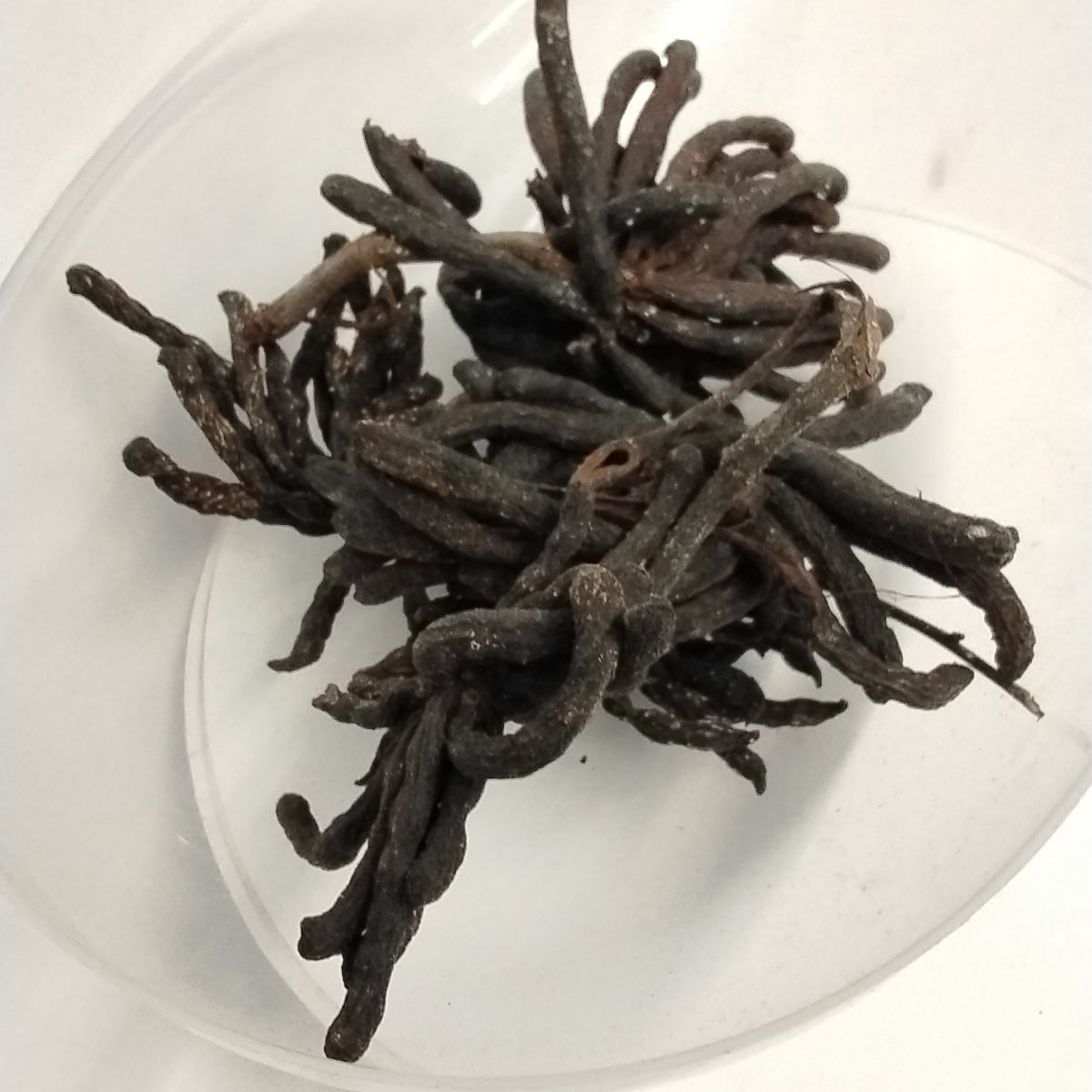 Eru Awoka/Uda Seeds/Regroup Pepper/African  Whentiaa