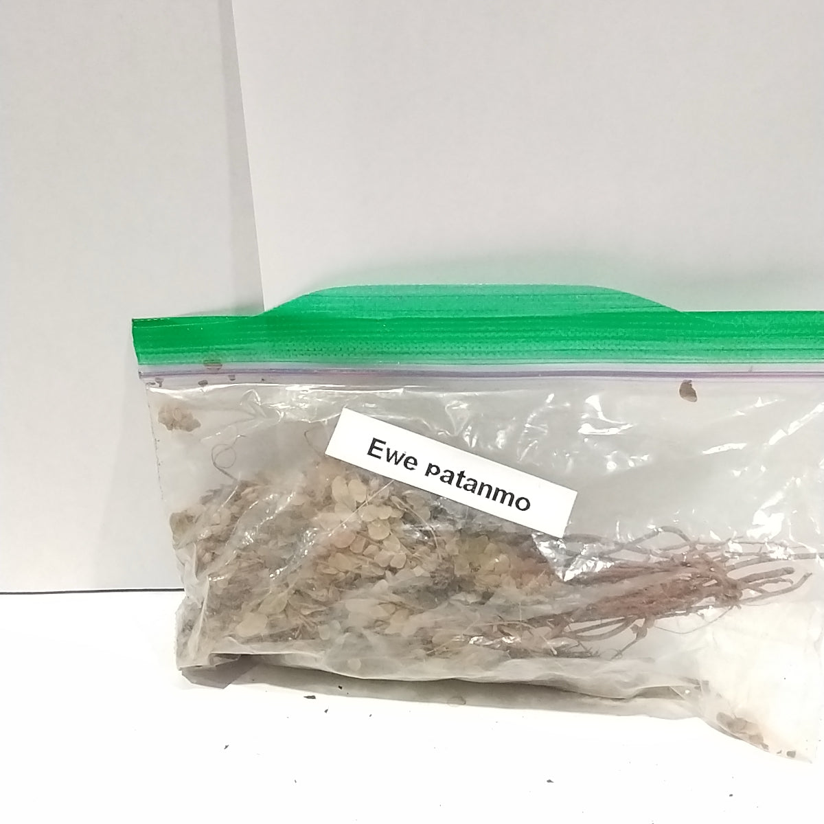 Ewe Patanmo/Dried Sensitive Plant/Mimosa Pudica
