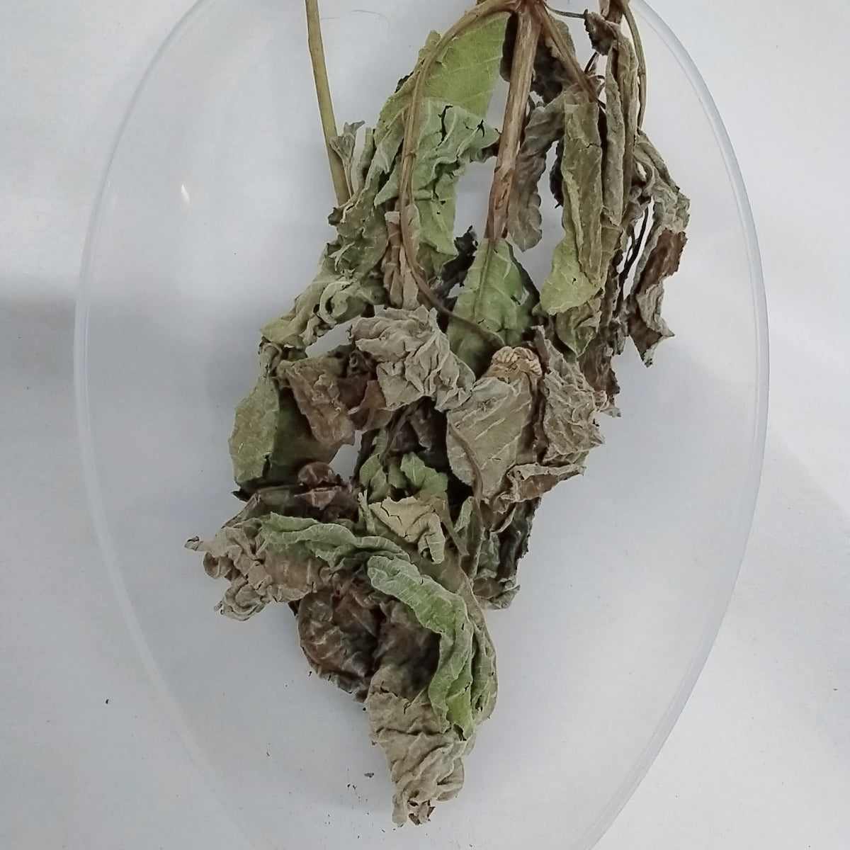 African Teak Dried Leaves/Ewe Iroko