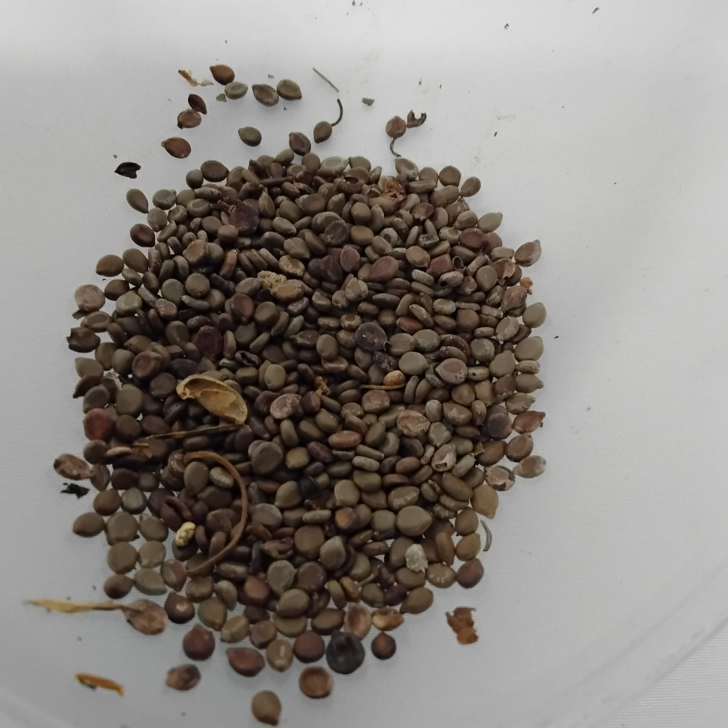 Eso Rere Abo/Clerodendrum Polycephalum Seeds/