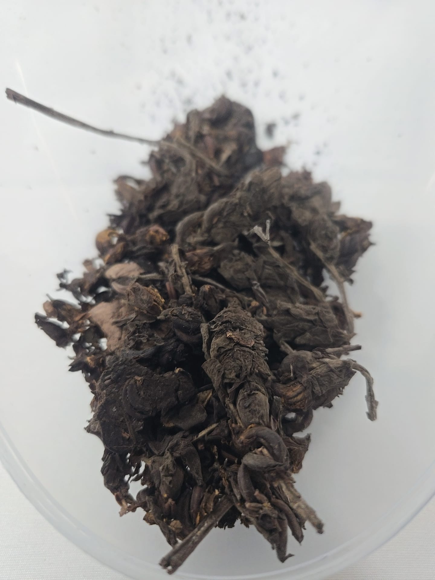 Ododo Osunwo/Osunwo Oyinbo/Sienna Alata