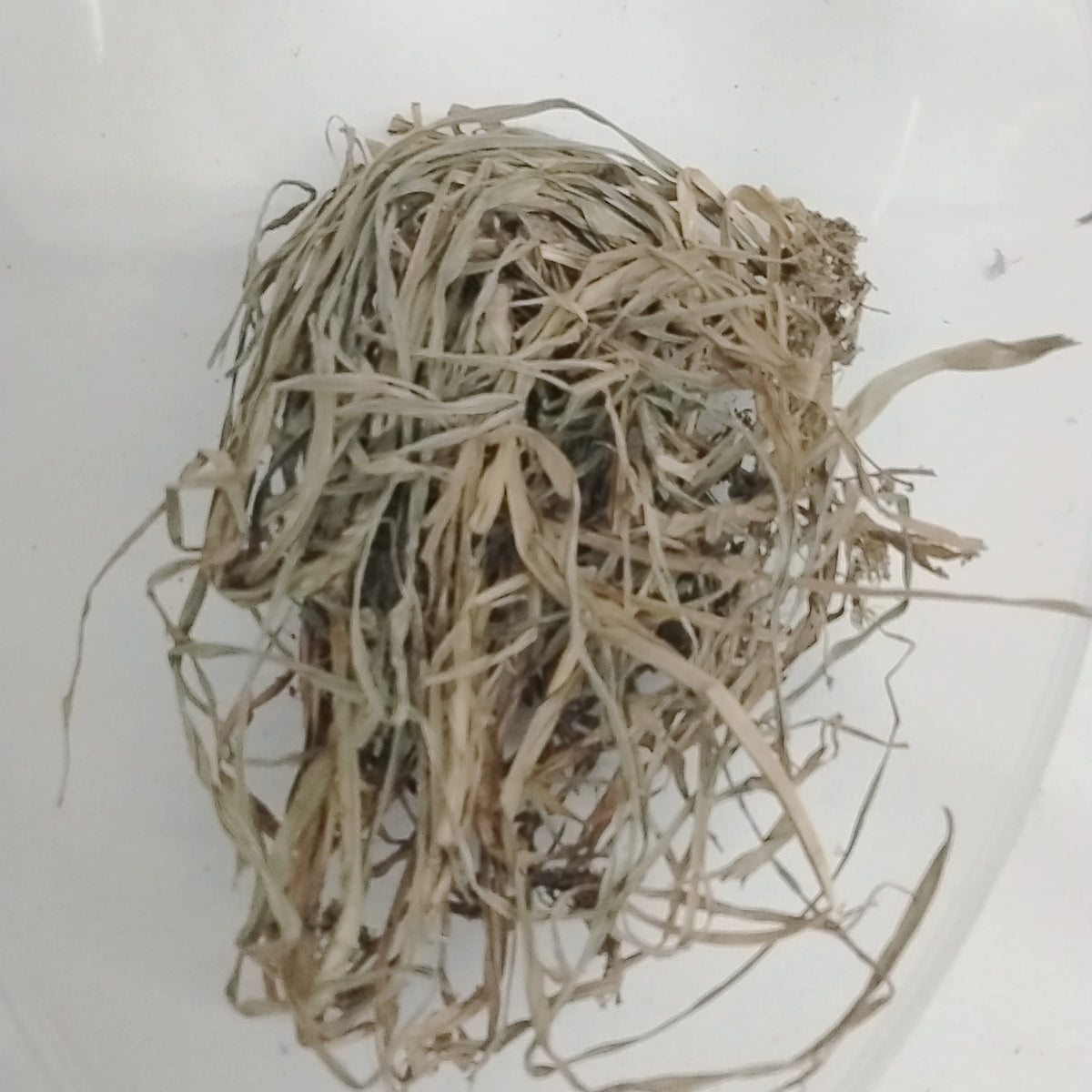 Ewe Labelabe/Scleria boivinii/ African Dried Herb
