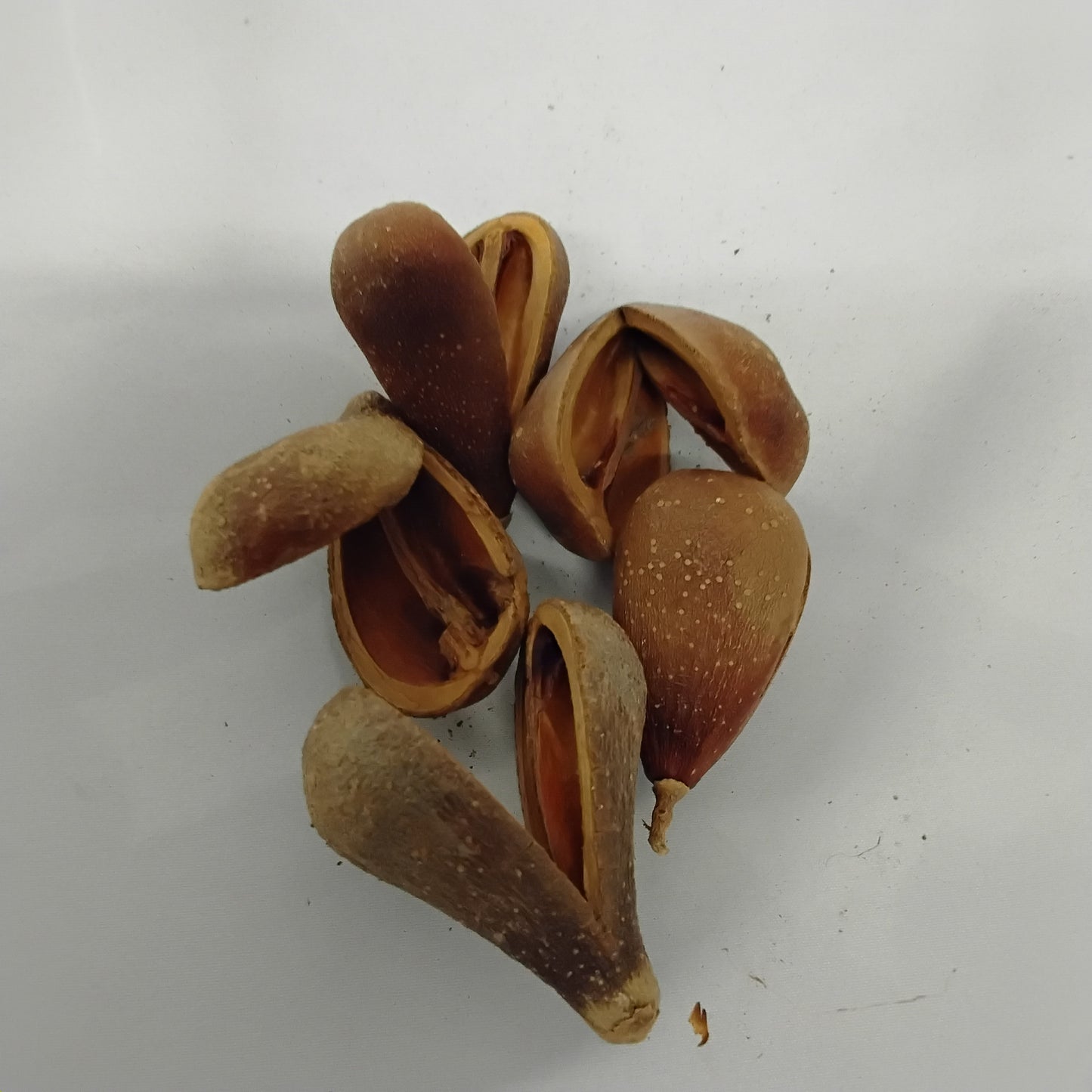 Eso Opele/Ekuele/Opele Seeds/Ese Aguntan/Divination Seeds For Ifa Readings/Orunka Divination Seeds