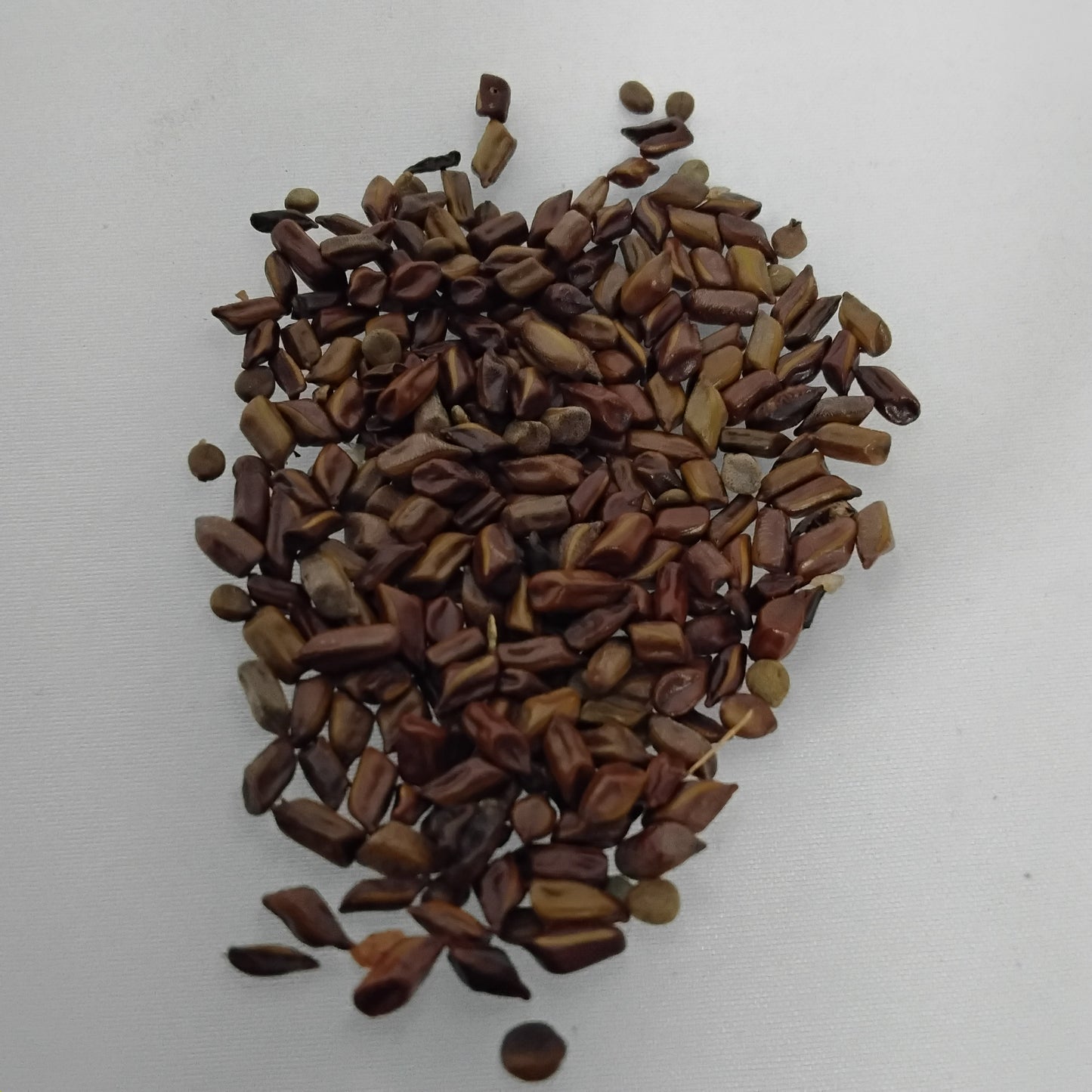 Eso Rere Ako/Senna Obtusifolia Seeds