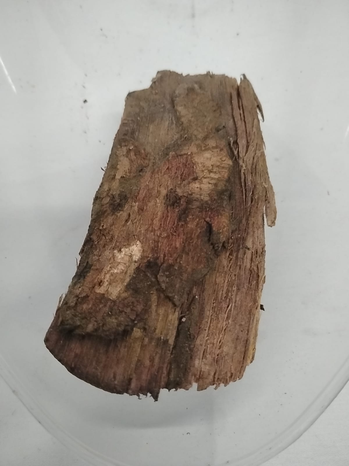 Egbo Oruwo/Morinda Lucida Roots