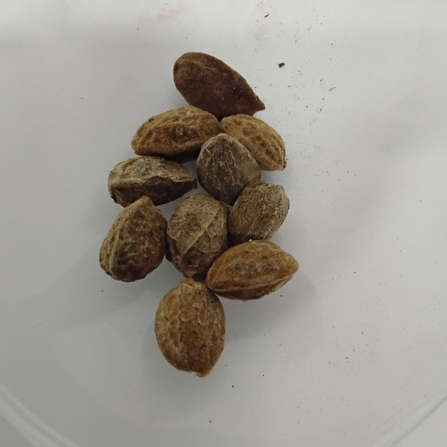 Eso Gbegbe/Clease Seeds/Urumbia/Eriagbo/Icacina Trichantha