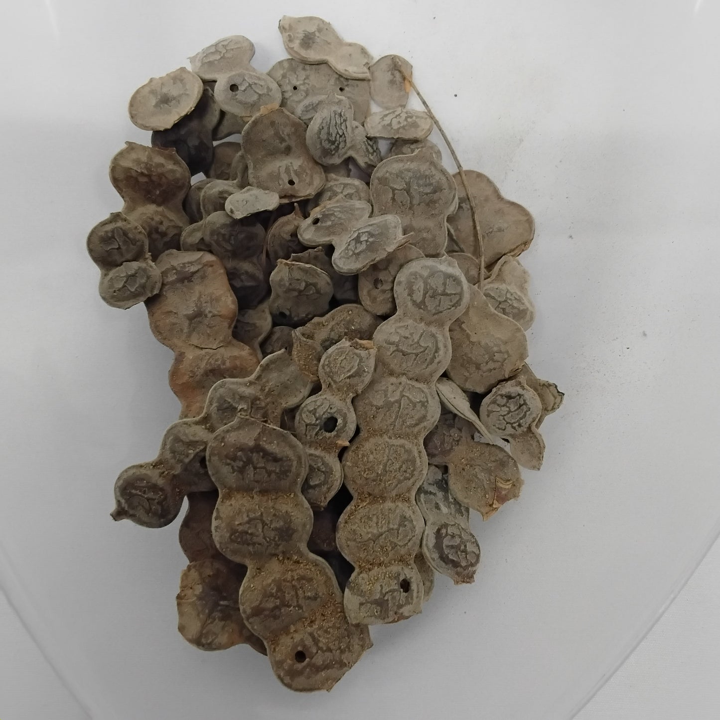 Eso Boni/Acacia Nilotica Seeds