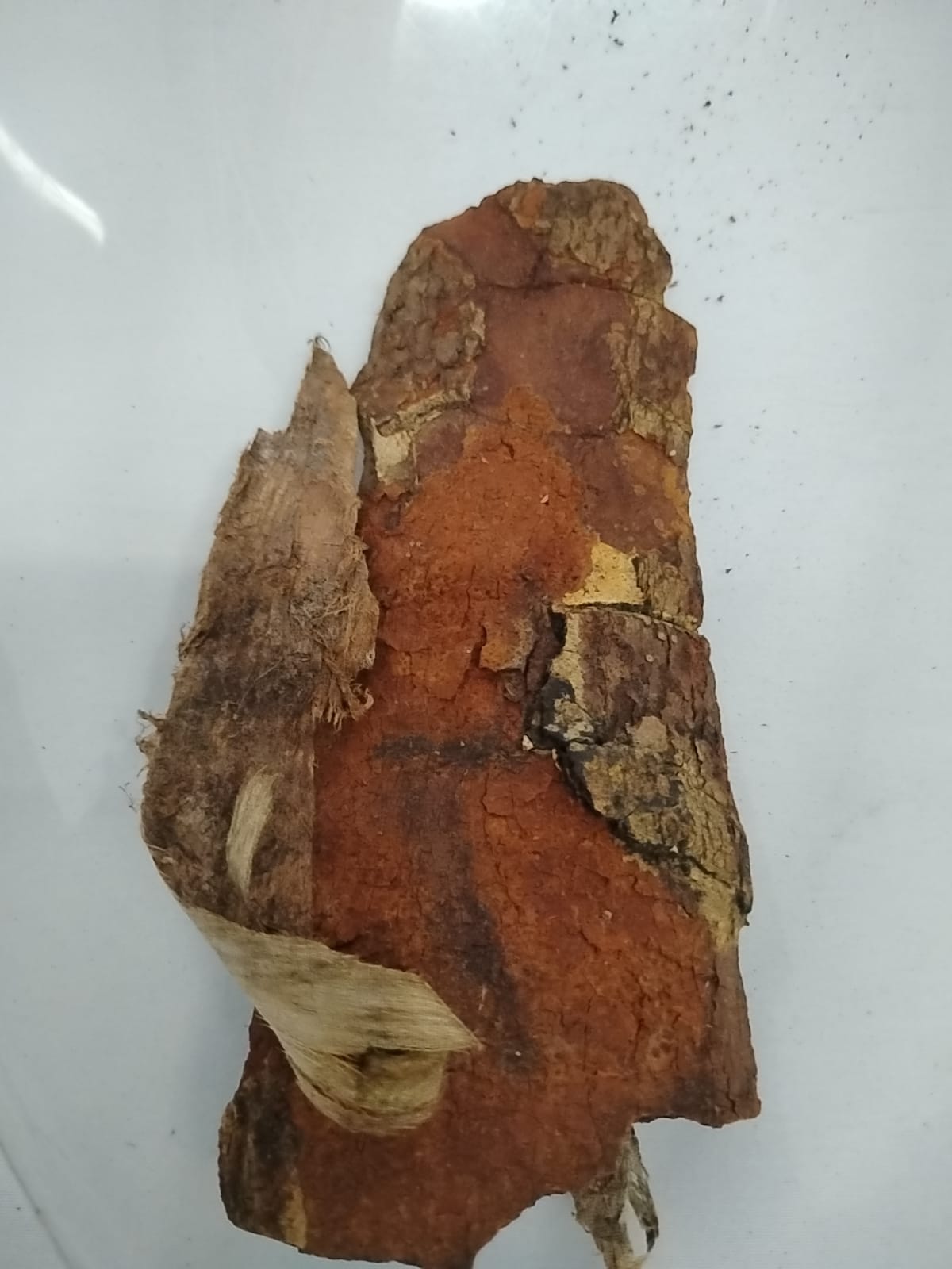 2.5oz Epo Iya/African Balsam Batk/Daniellia