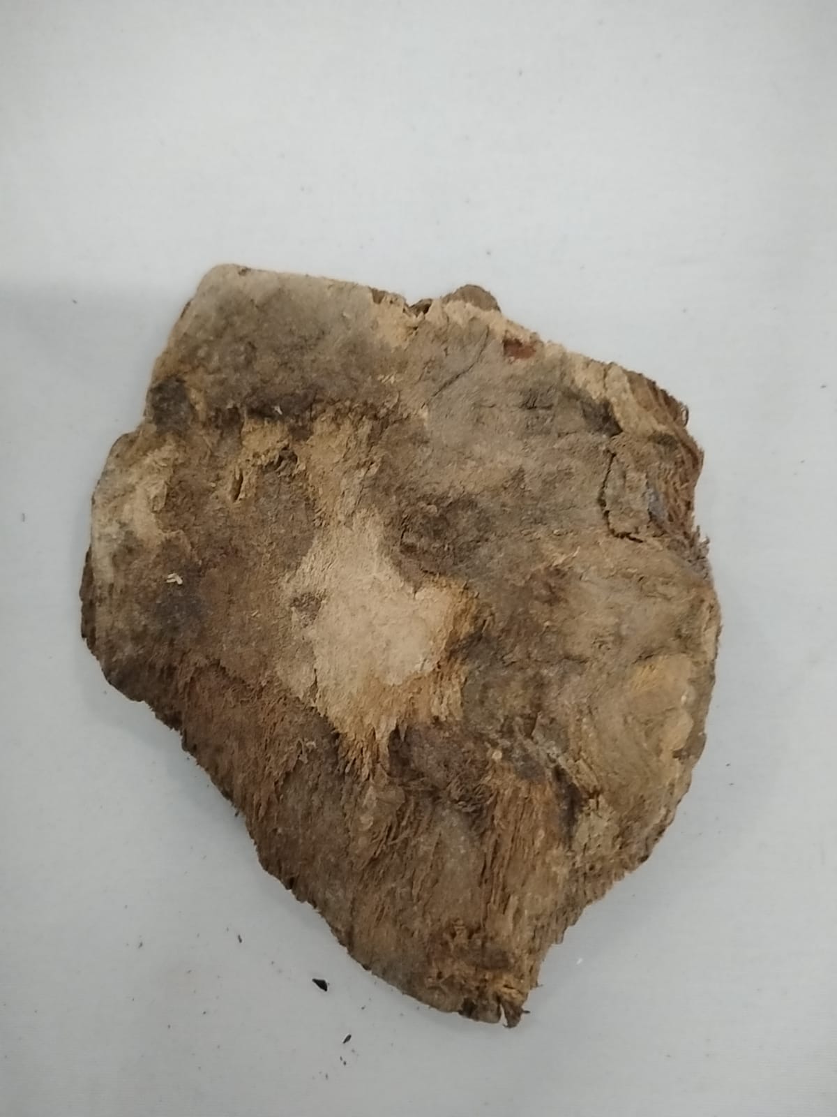 Epo Ori/African  Pear Tree Bark/Micronesia Puberula