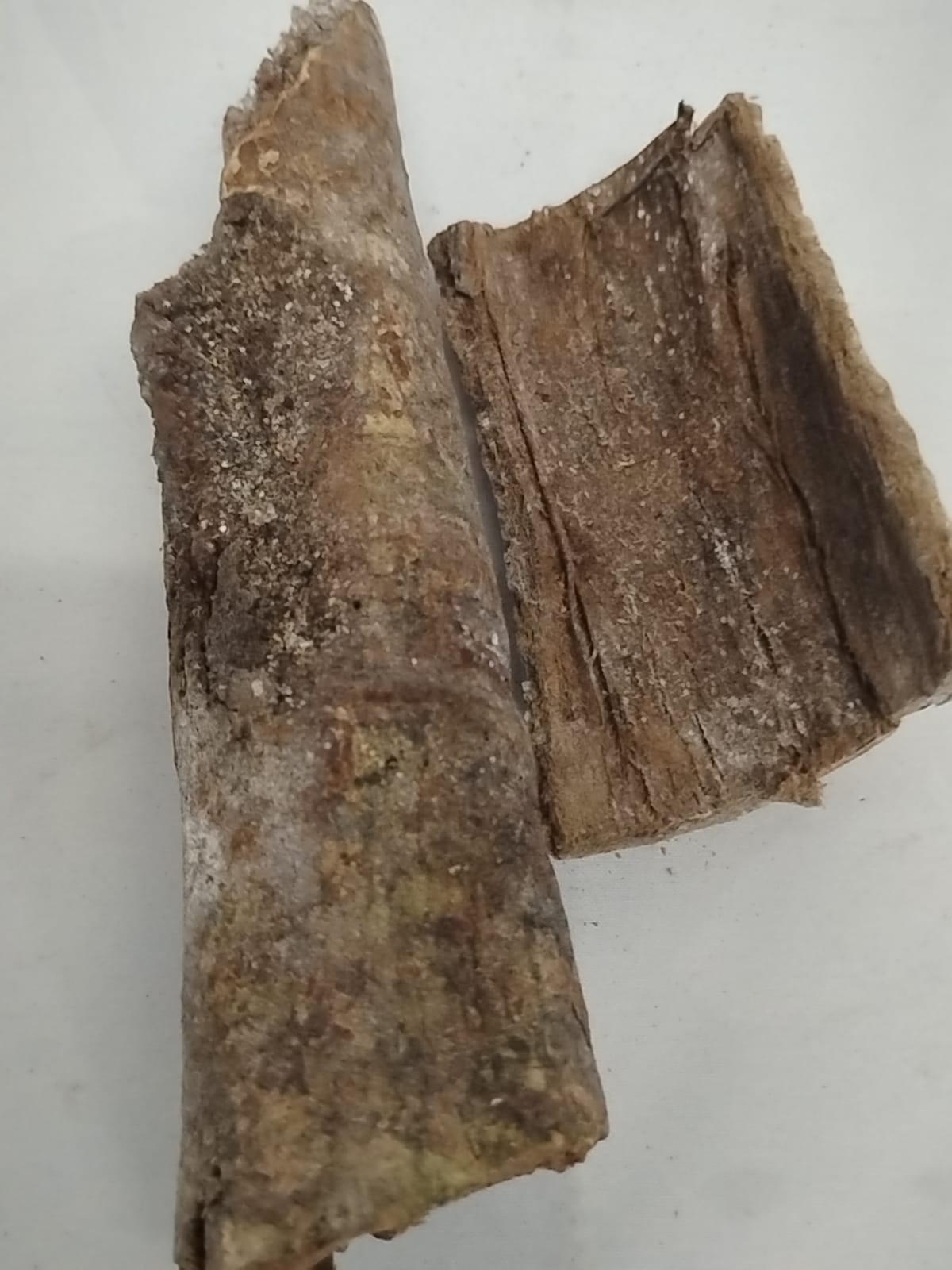 Epo Oguro/Palm Tree Bark/Arecaceae