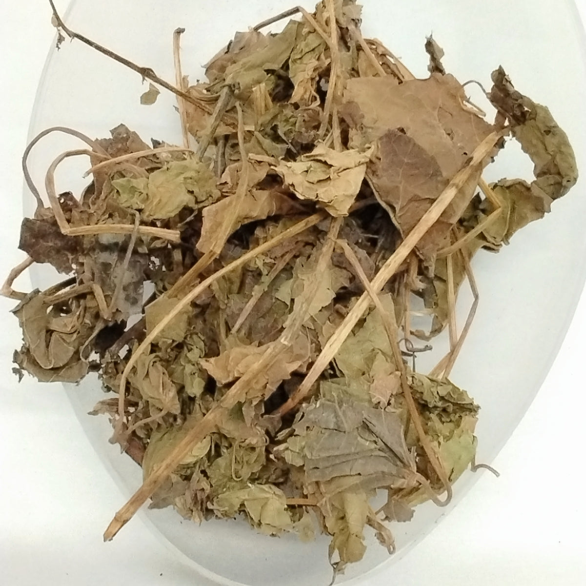 White Jatropha Curcas/Ewe Iyalode Funfun/Ewe Lapalapa Funfun/Ewe Botuje Funfun/African Dried Herbs