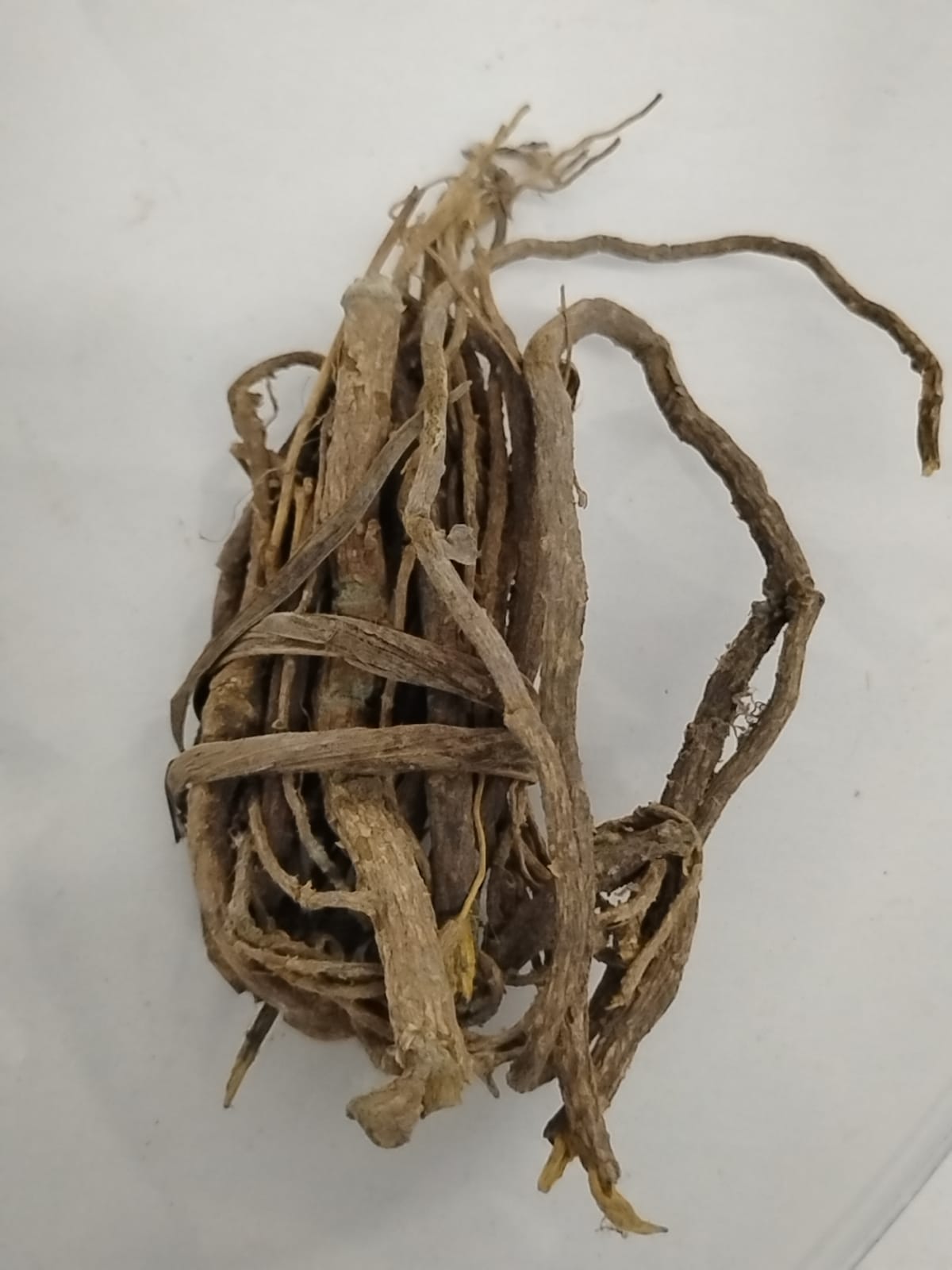 Paran Pupa/Nibima/Cryptolepissan Guinolenta