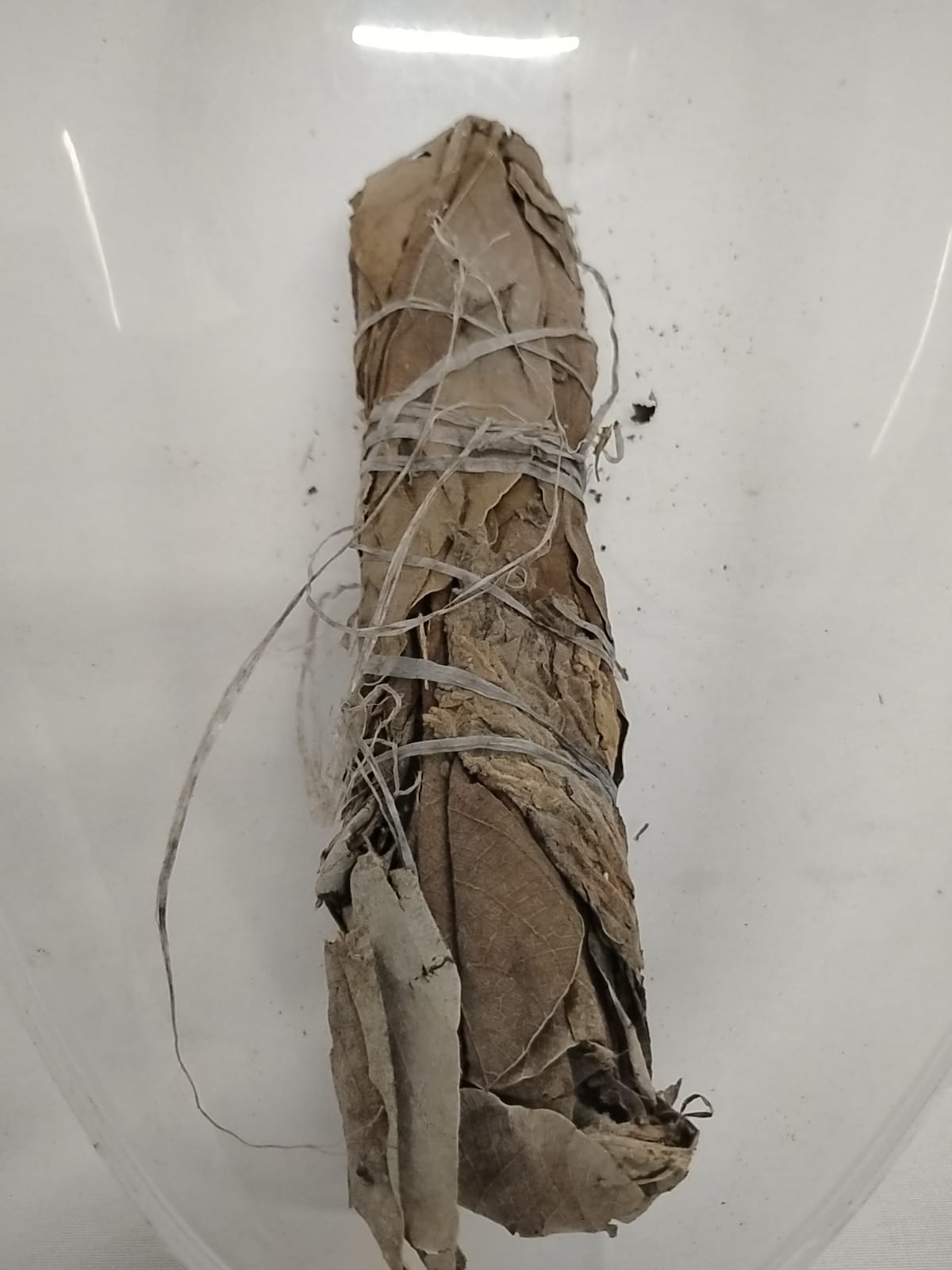 Ewe Odan/ The Great White Oak/Shango Dried Leaves/Alamo Herbs