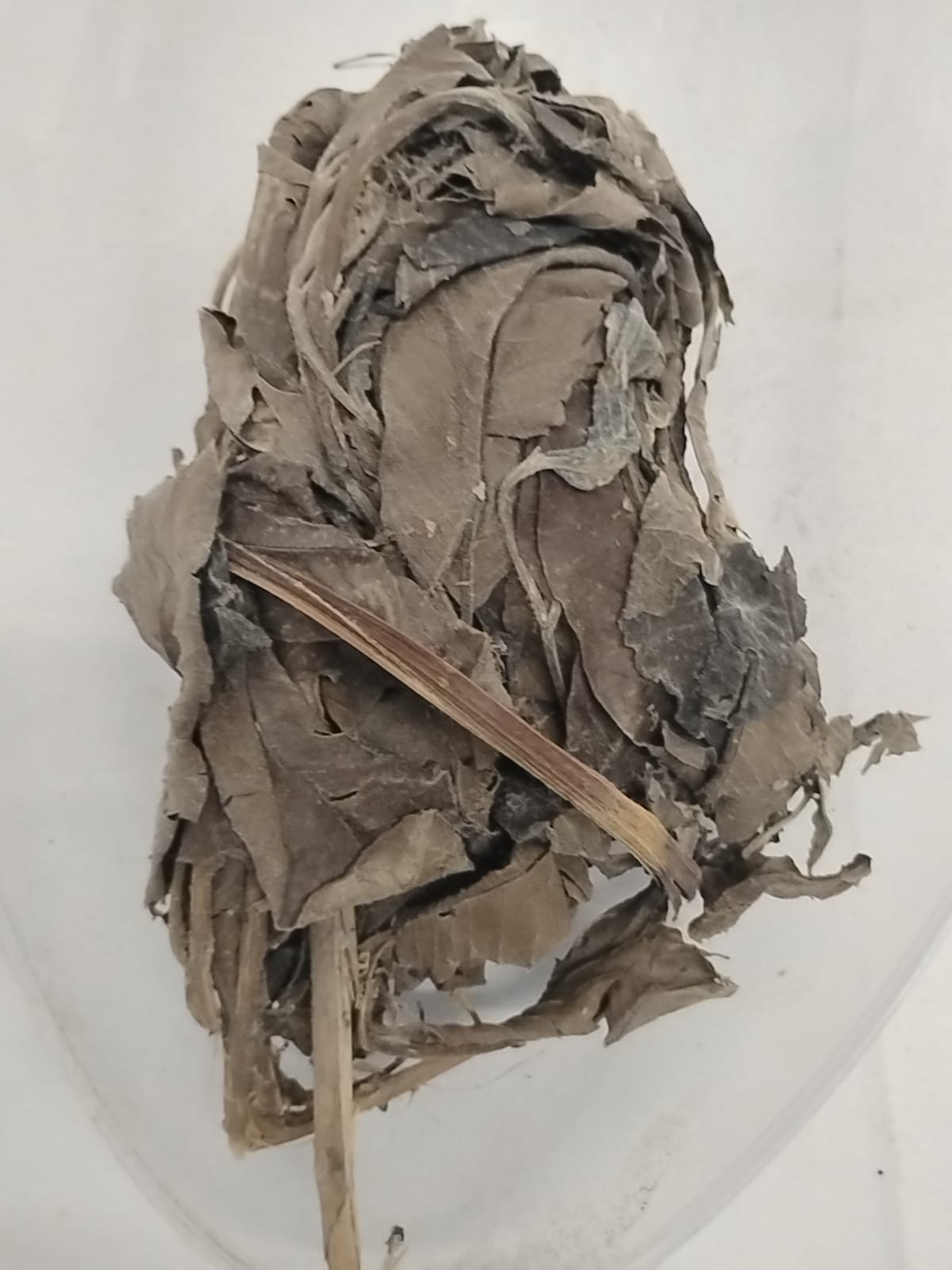 Ewe Guava/African Dried Guava Leaves/Psidium Guajava