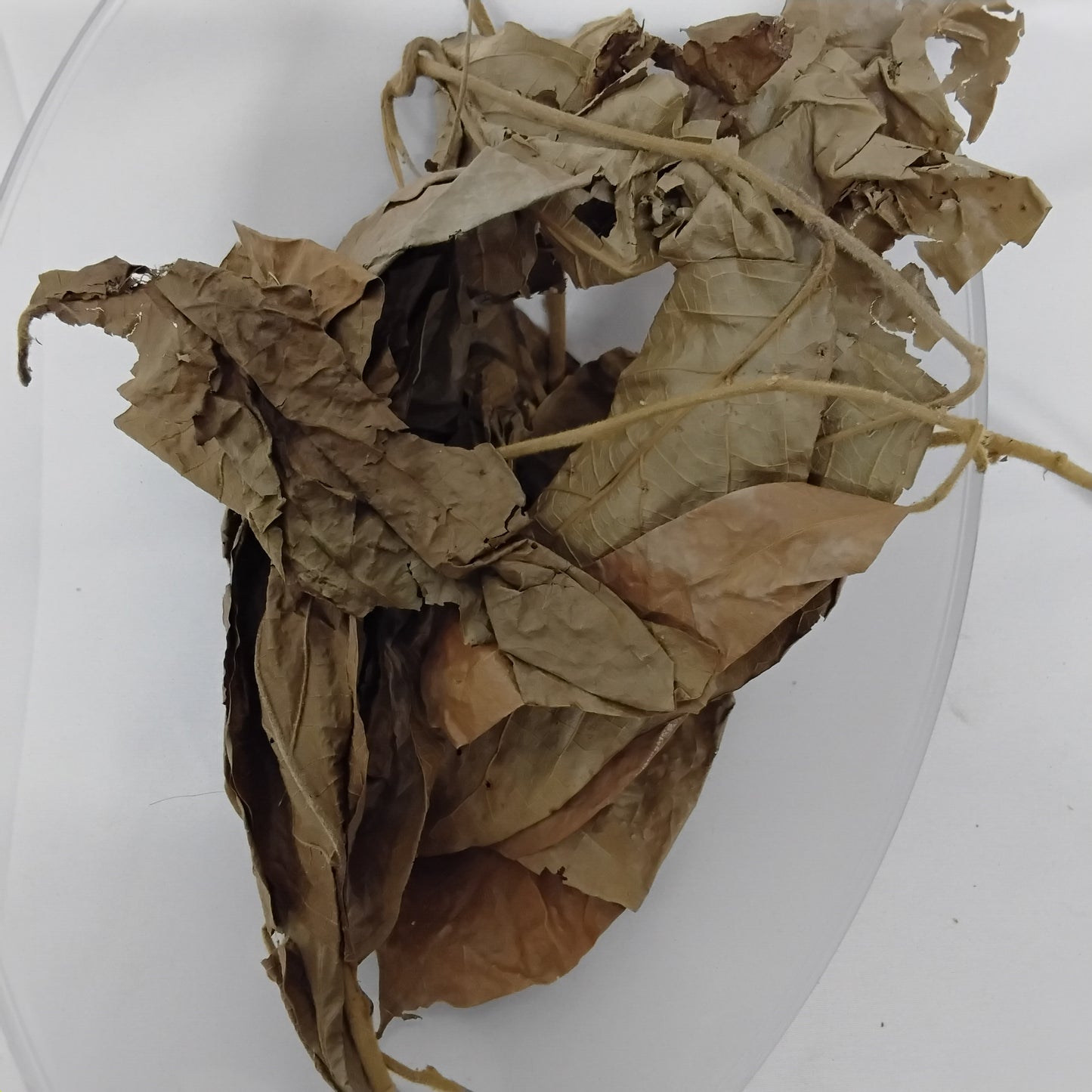 Ewe Gbegbe/Urumbia/Eriagbo/Dried Icacina Trichantha