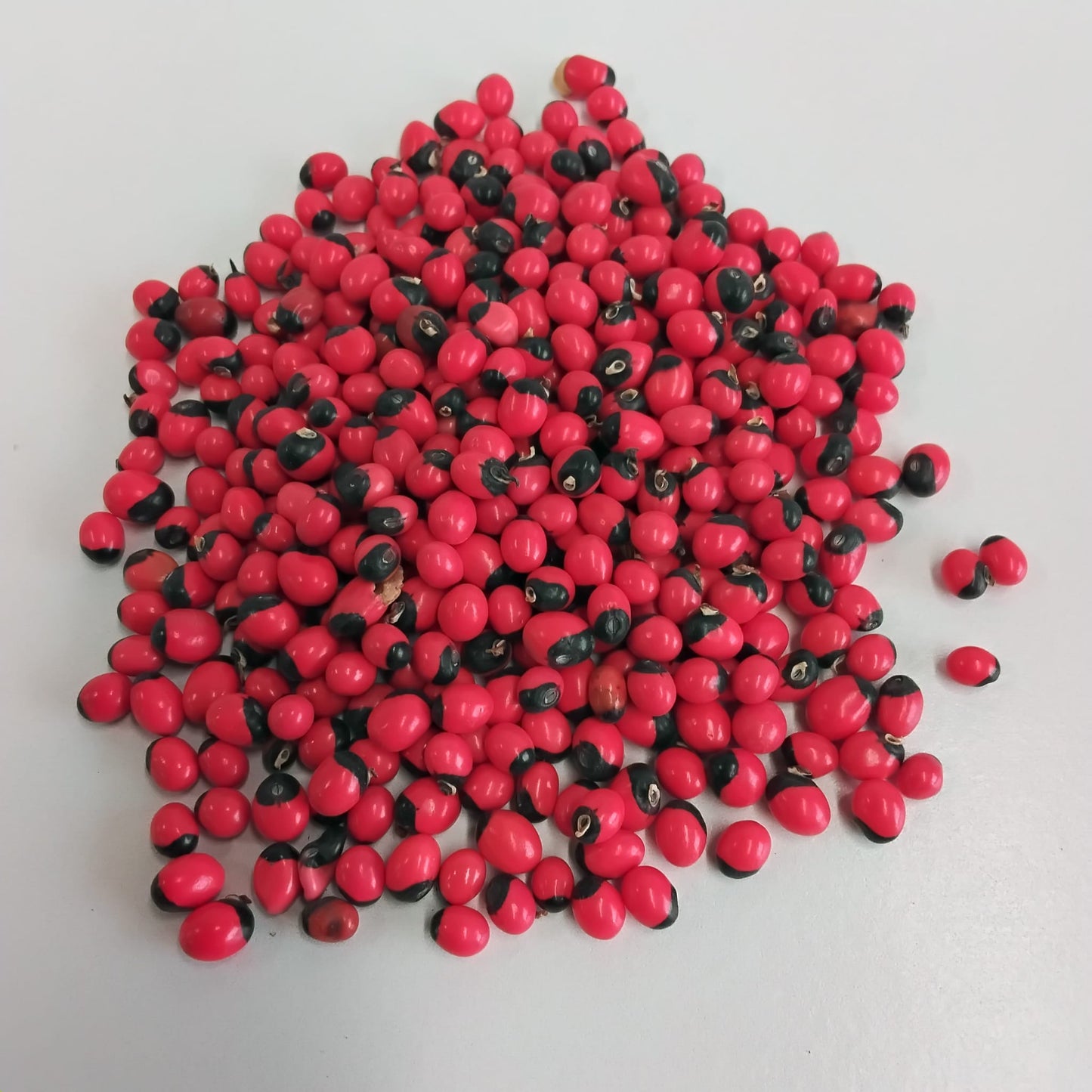 1 pack Rosary Peas/Arbus Precatorius/Eso Werejenje