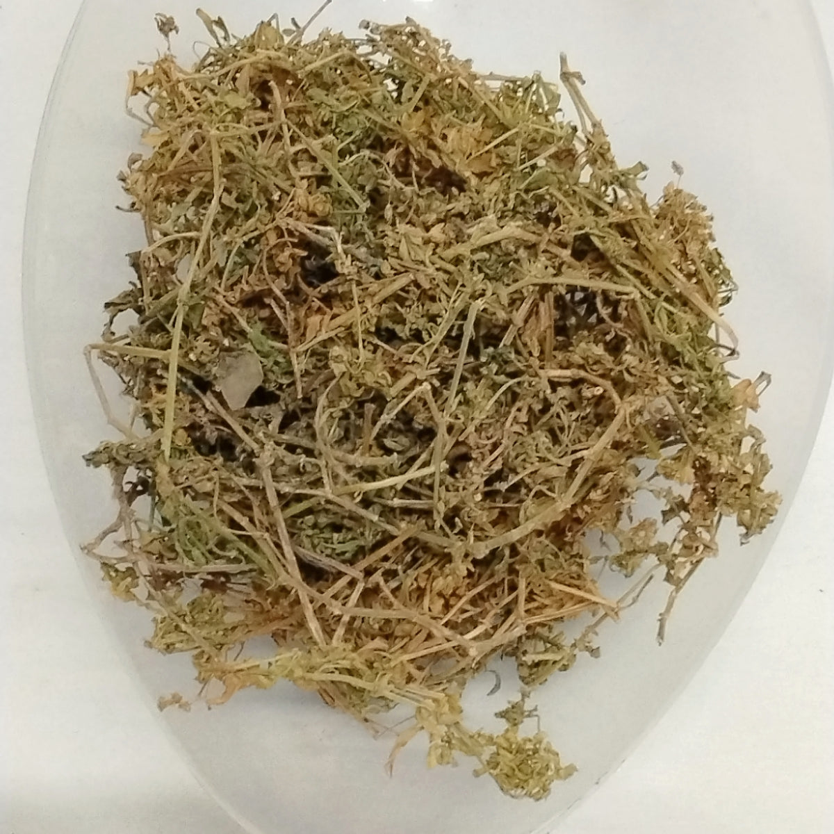 Ewe Awoyoyo/Slender Carpet Weeds/Blinds Oppositifolius
